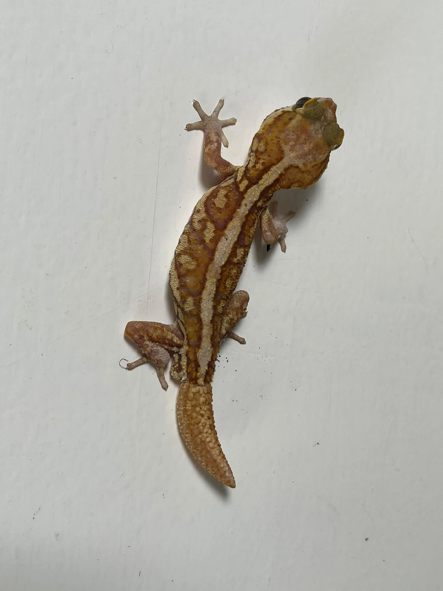 P.picta Samec