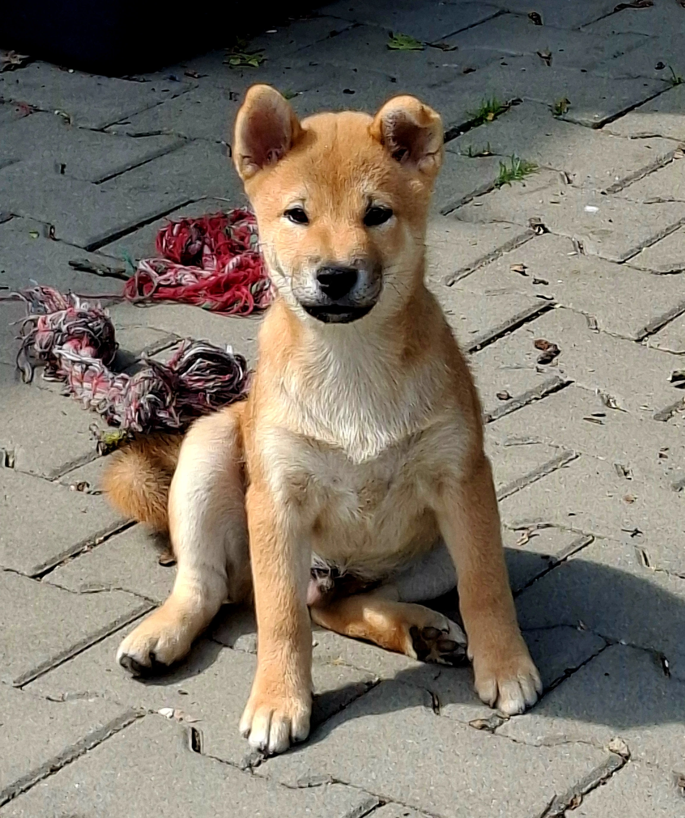 Shiba Inu s PP FCI z chovatelské stanice pibaro