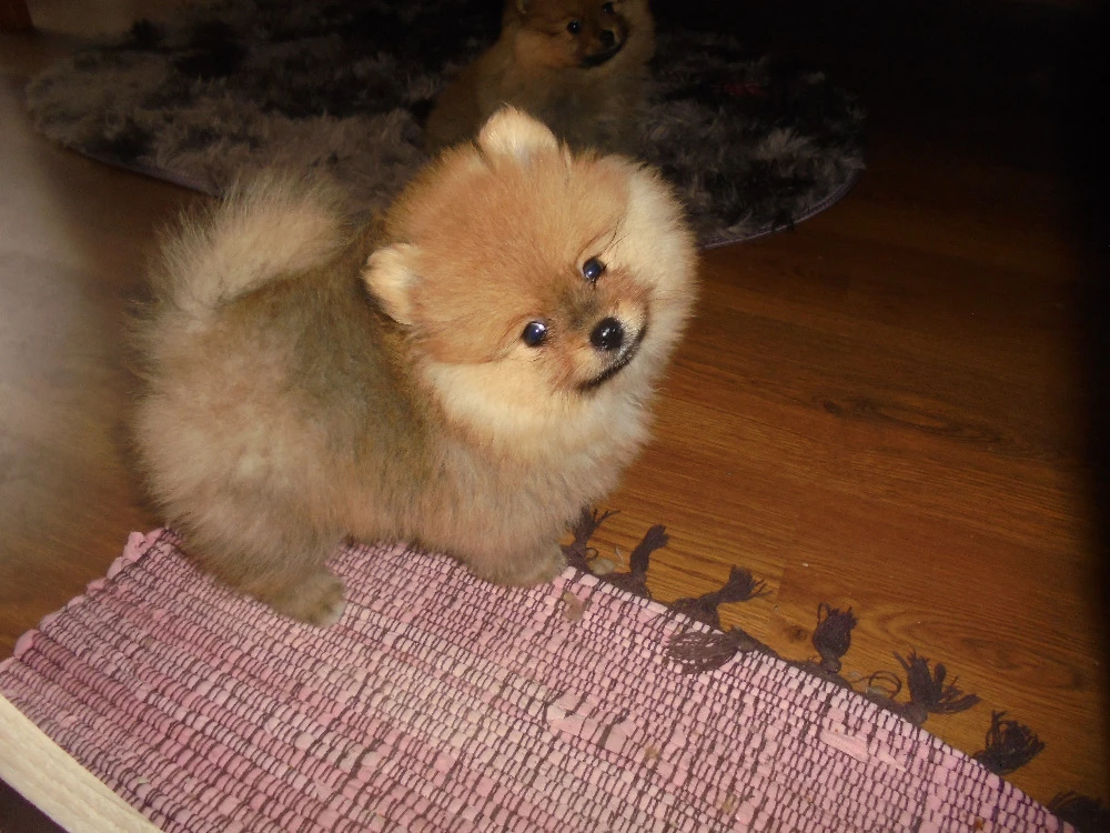 Pomeranian s PP FCI