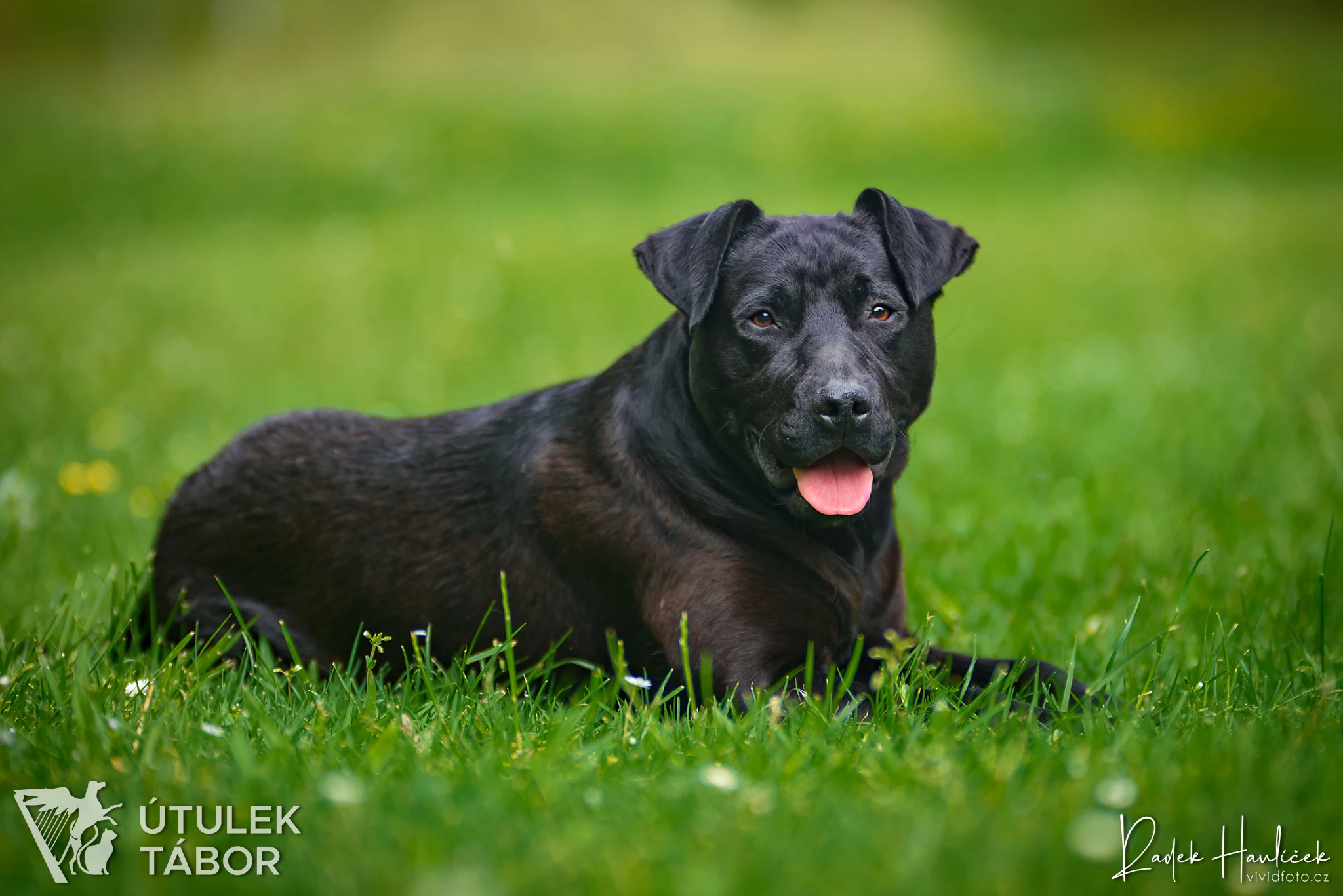 Coal k adopci