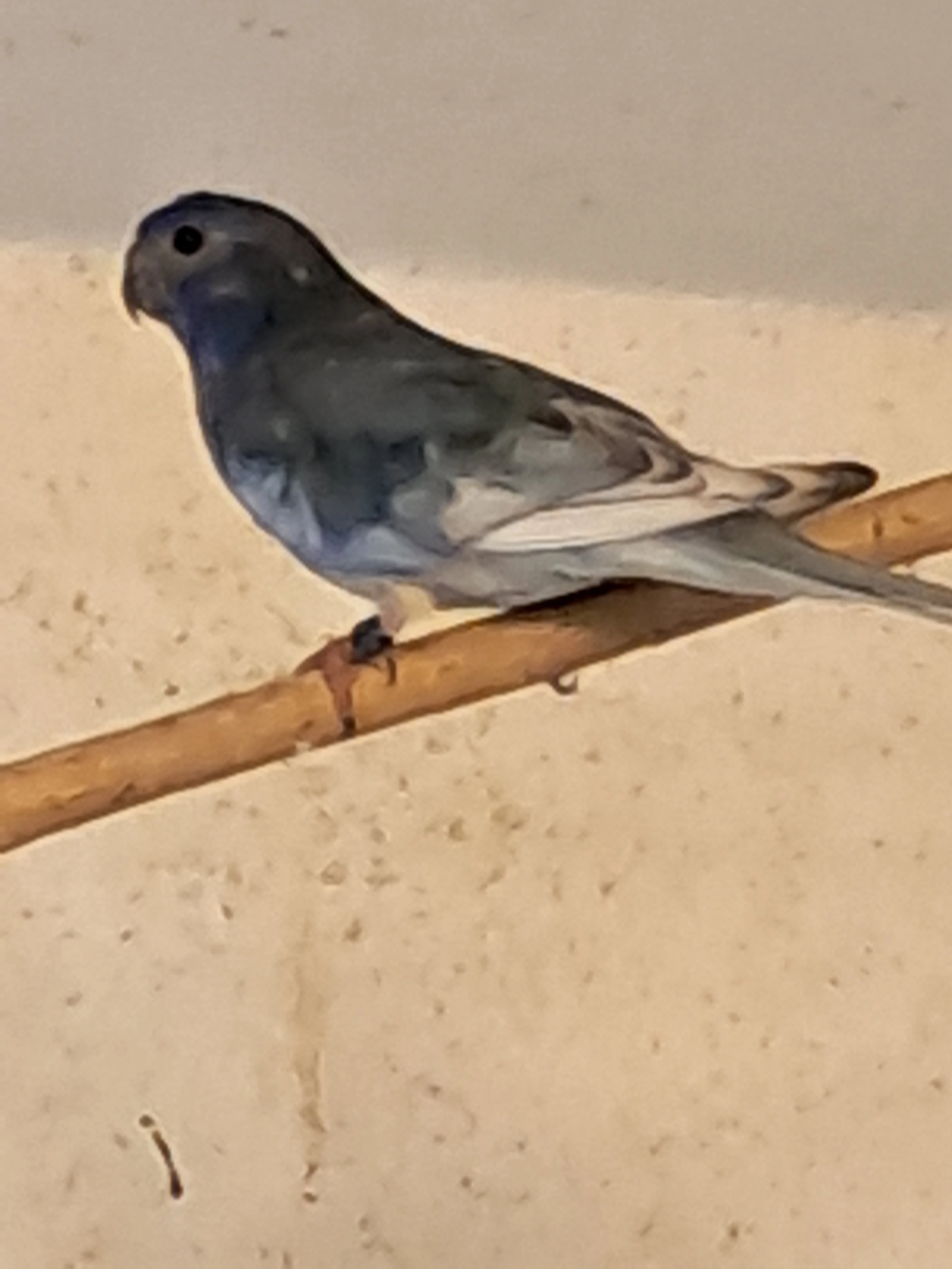 Neoféma modrohlavá lemovaná violeta 0,1  kroužek 25
