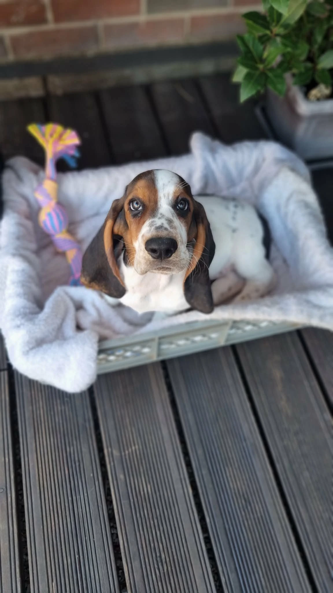 Basset hound – štěně bez pp, k odběru ihned