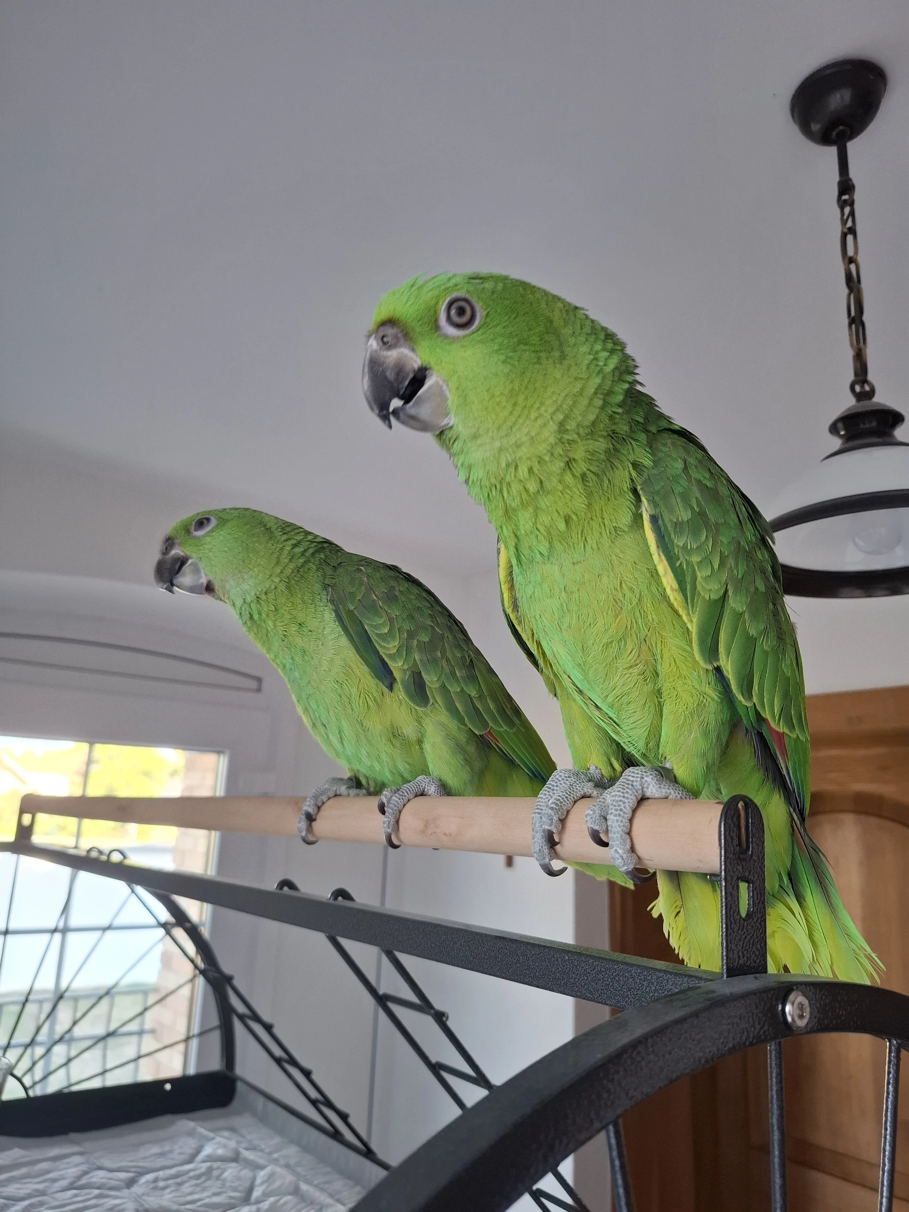 Amazona Auropalliata mláďa 2026 krotké