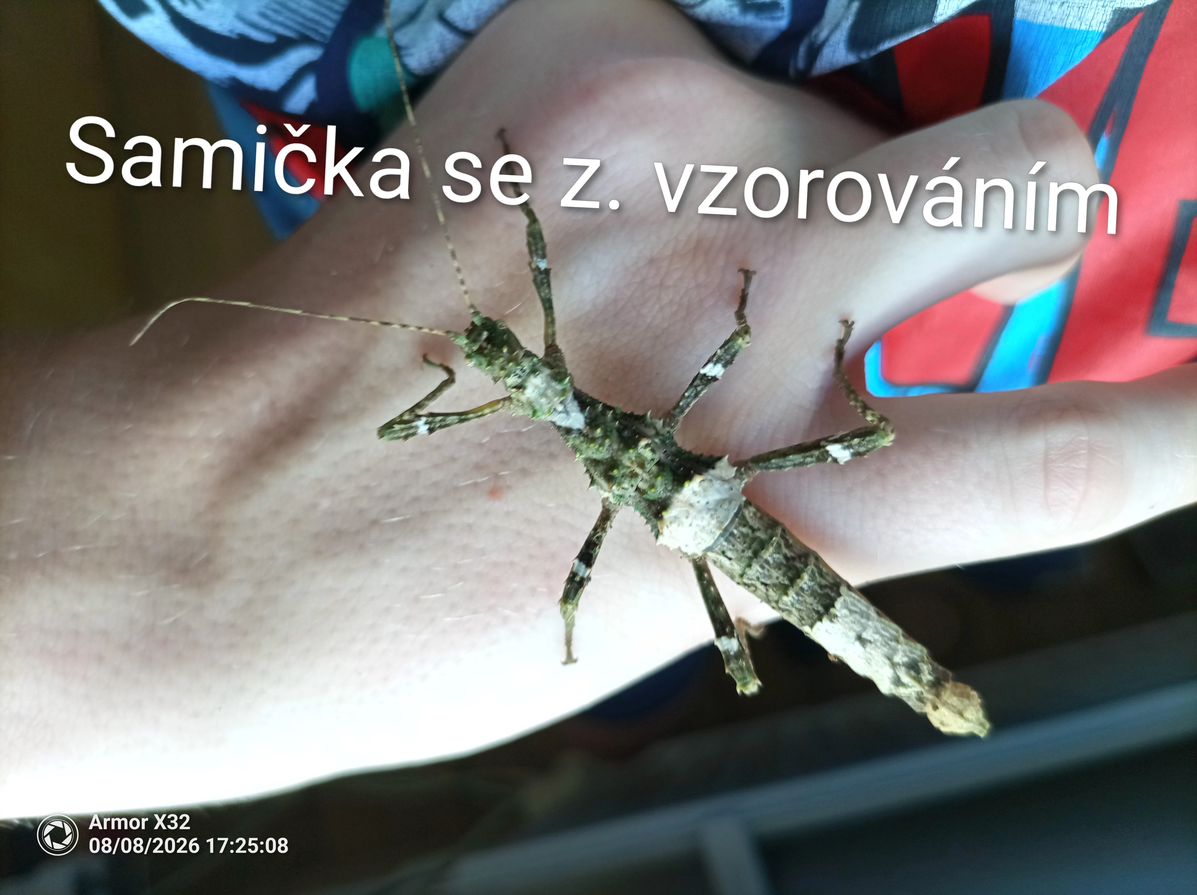 Spěchá - Strašilky