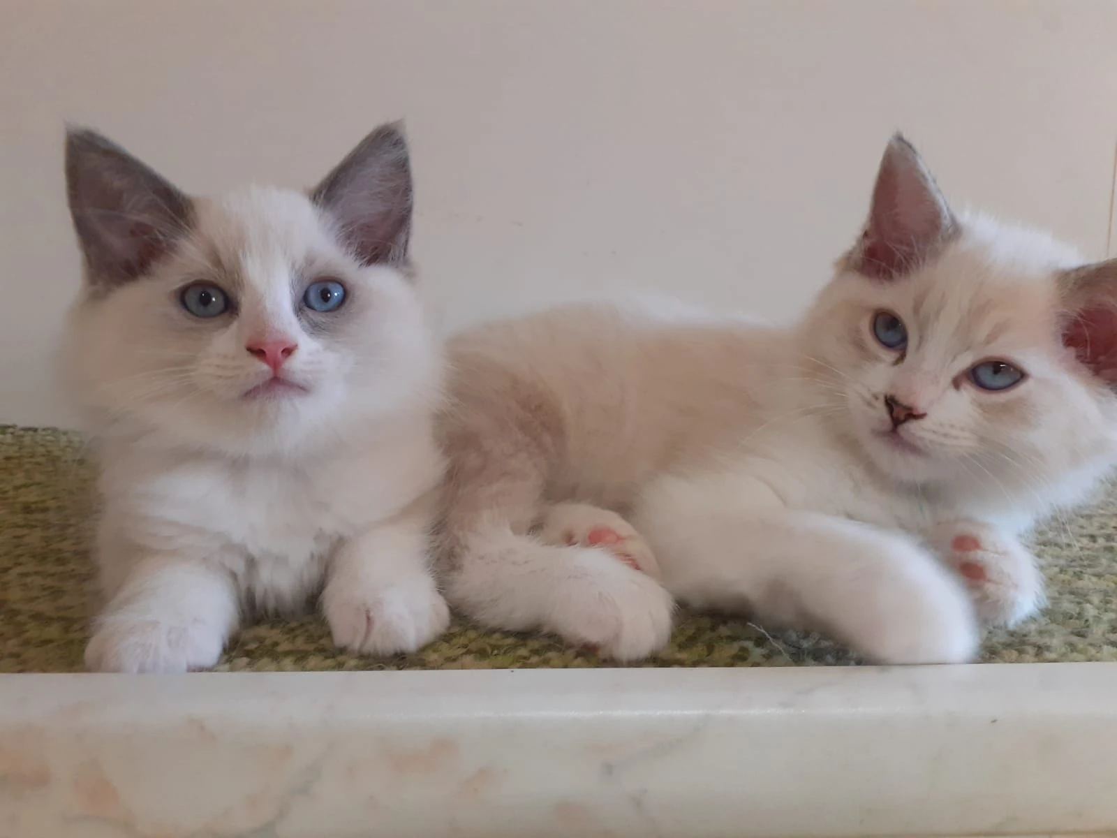 Zadám kocourky po rodičích plemene Ragdoll
