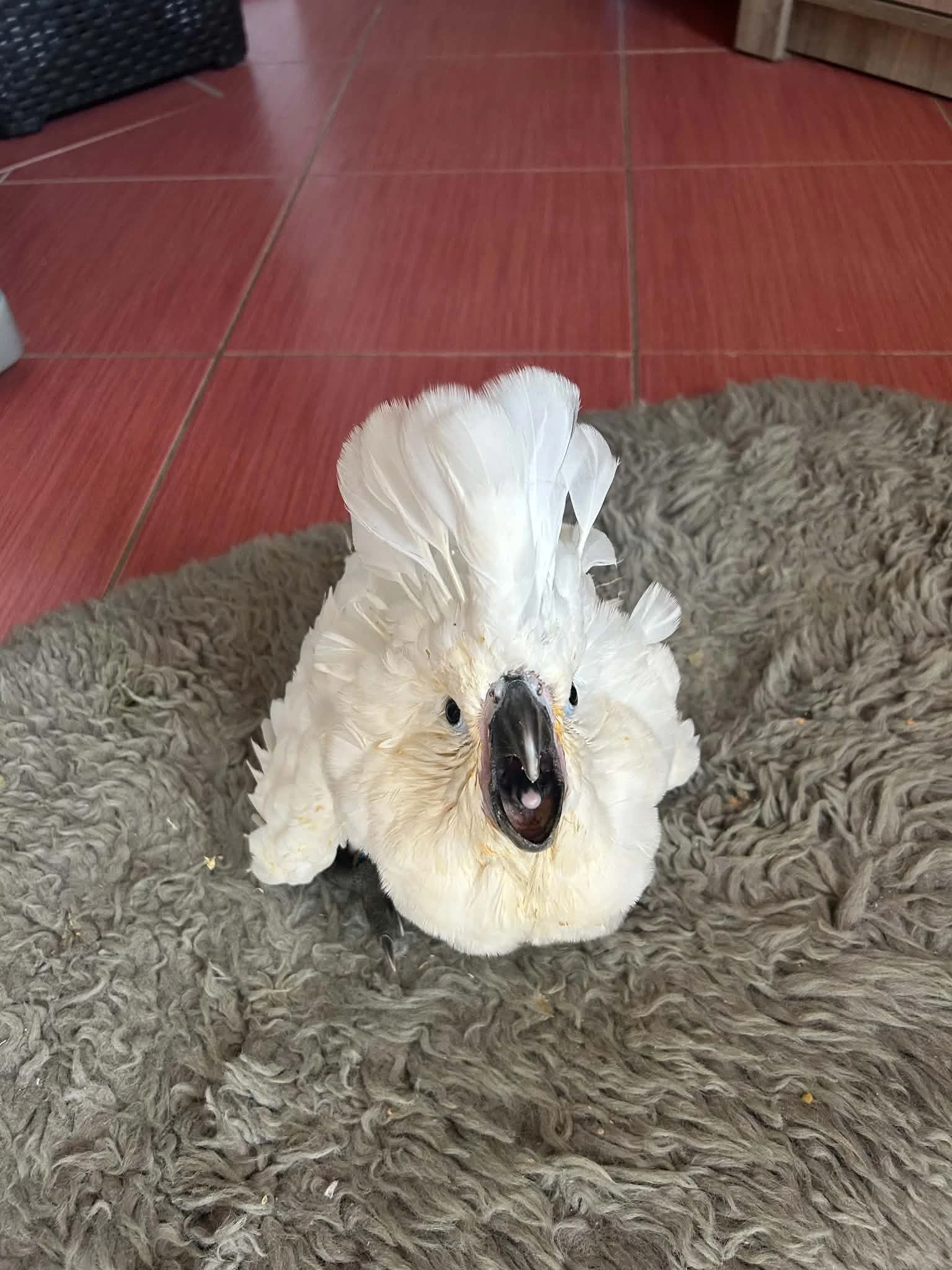 Kakadu Bílý