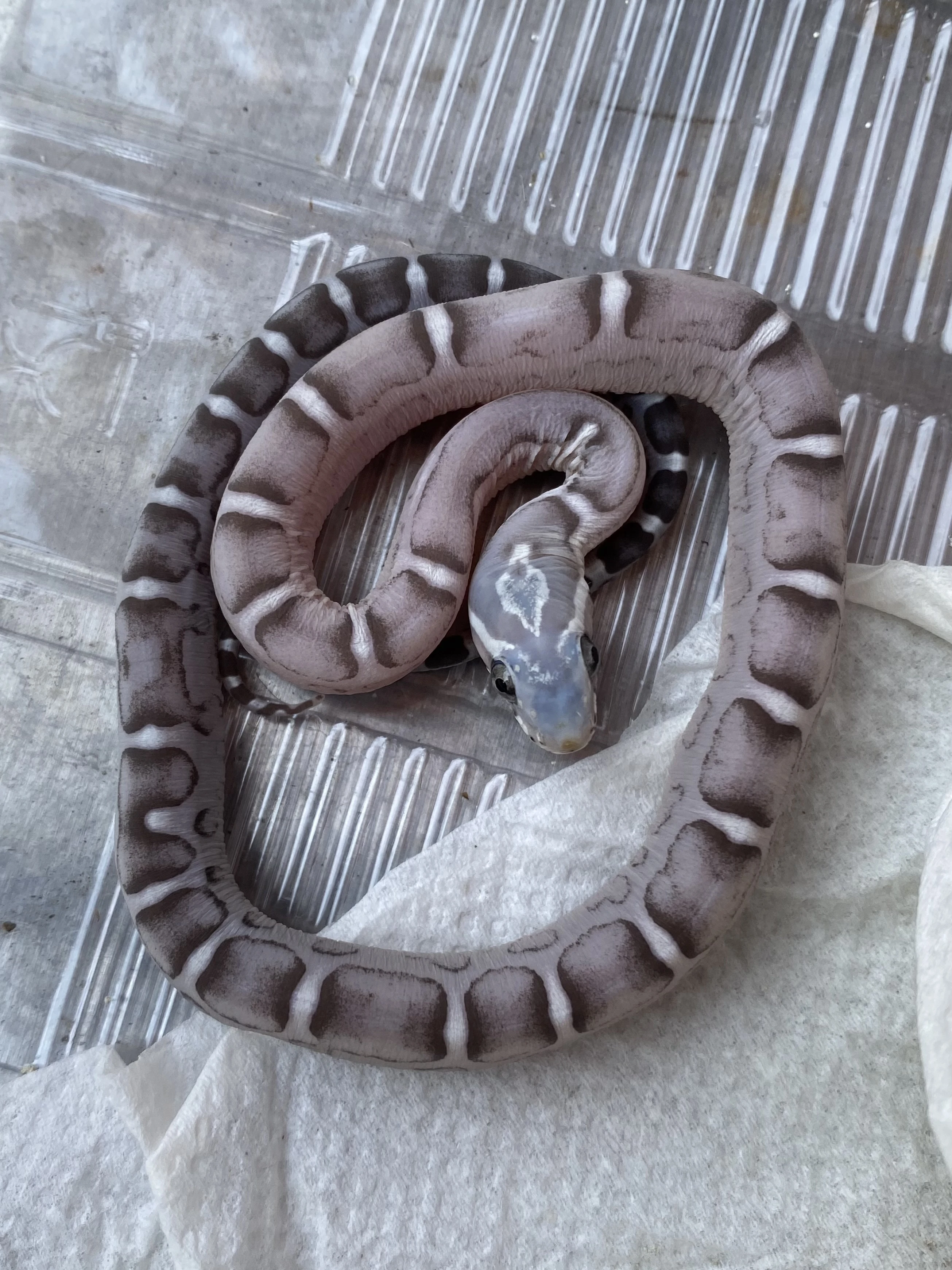 P. Guttatus Scaleless