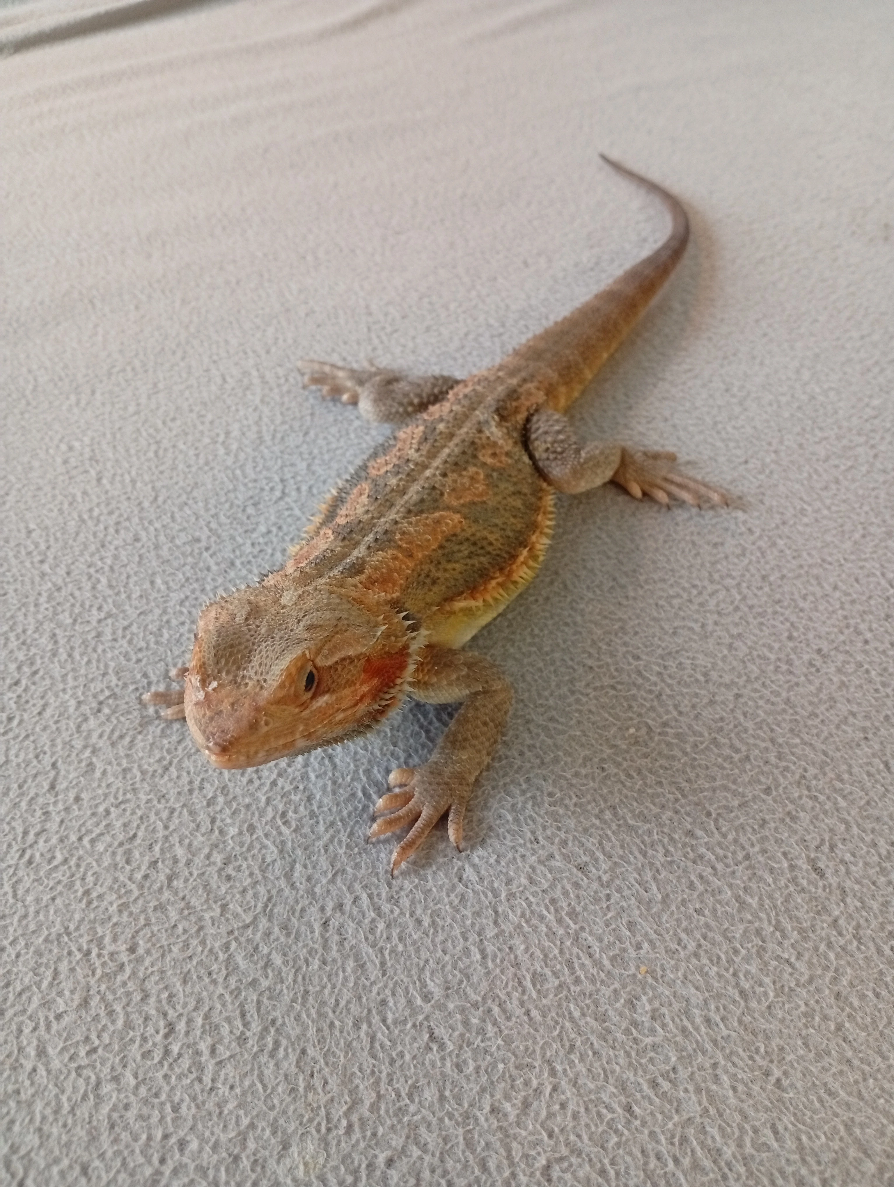 Agama