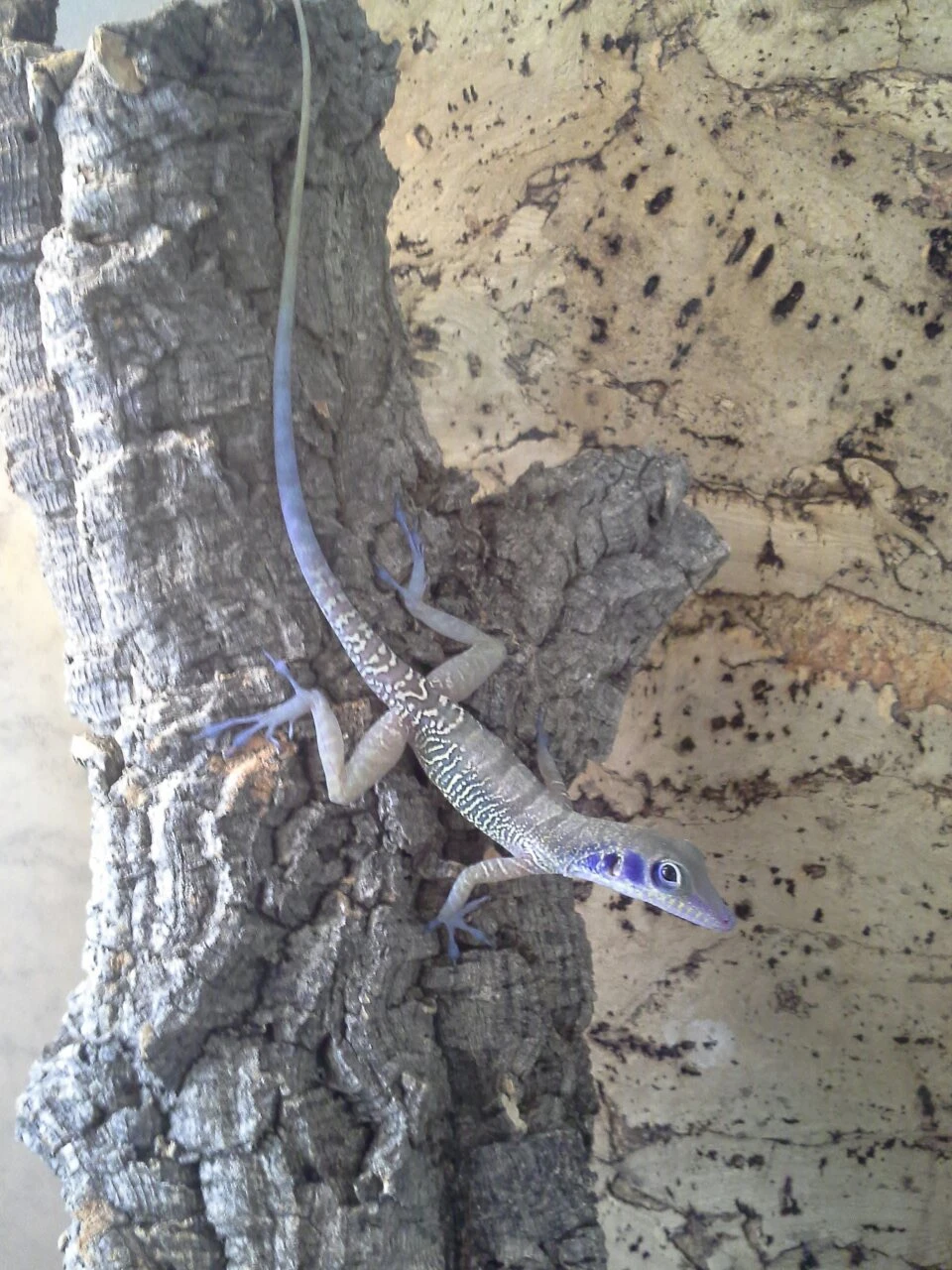 Anolis bartschi, sabanus