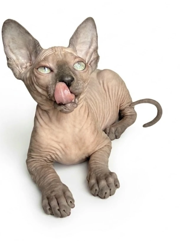 Kanadský sphynx s PP