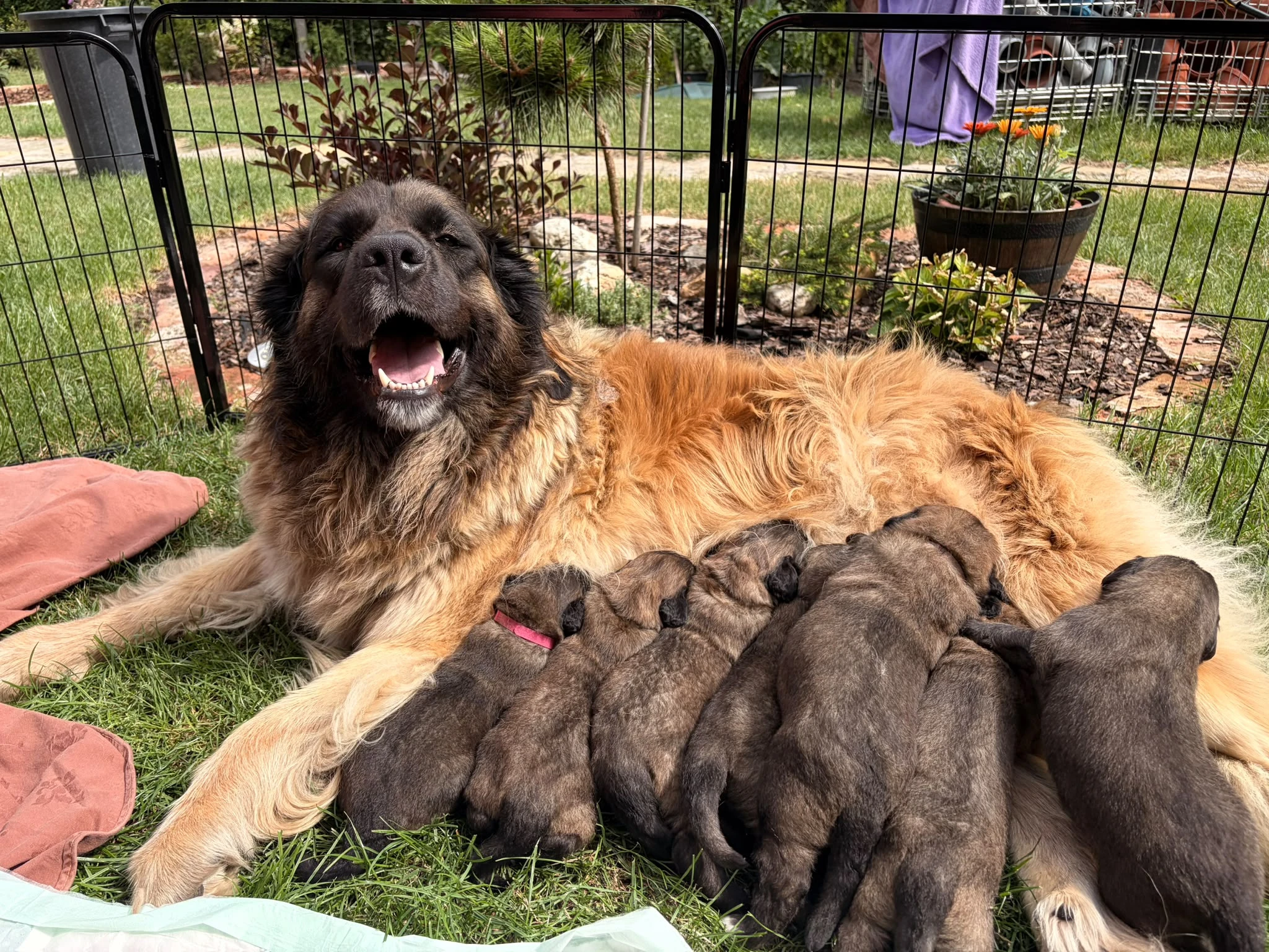 Leonberger - nádherná štěňata