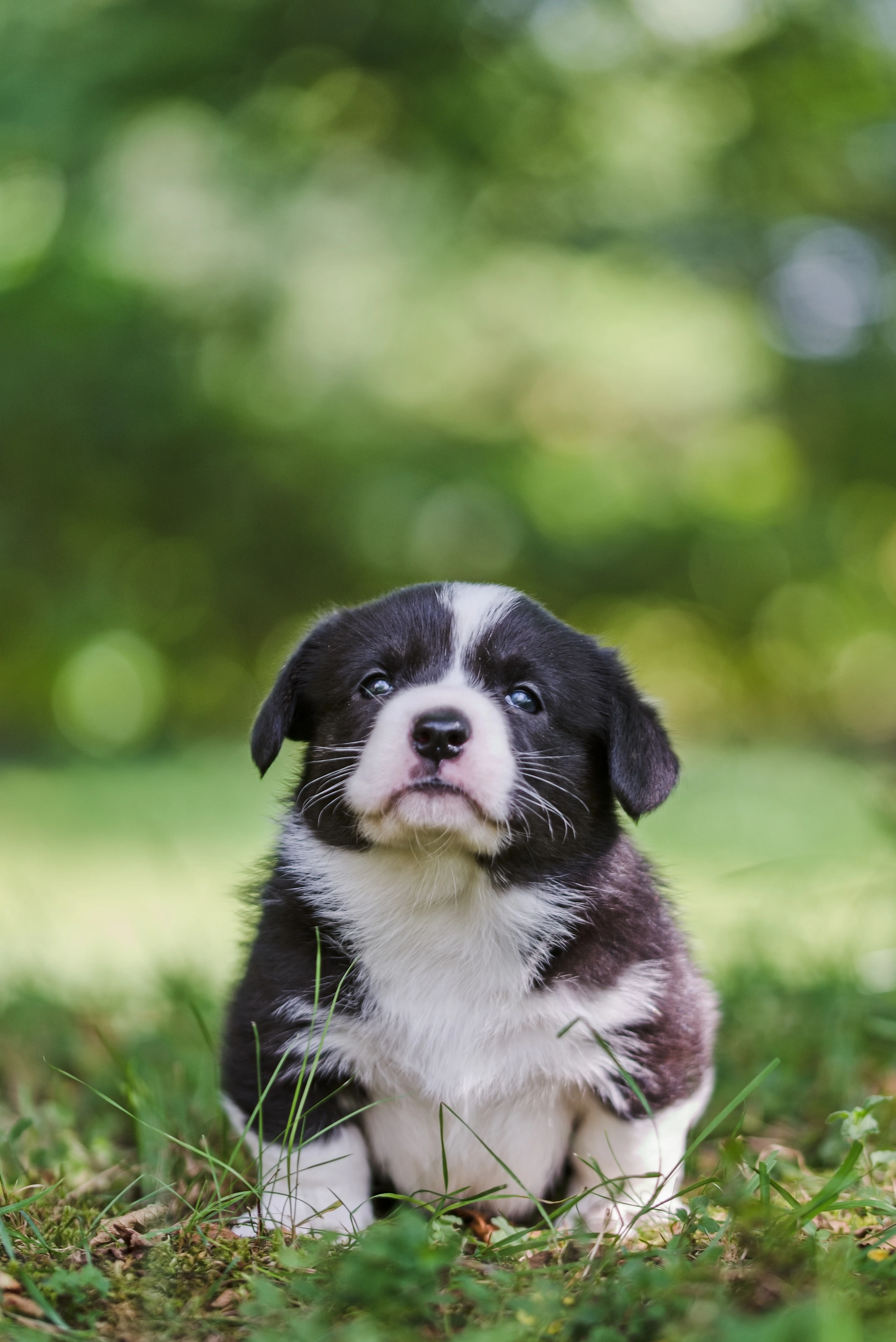 Zadám štěňata  welsh corgi cardigan
