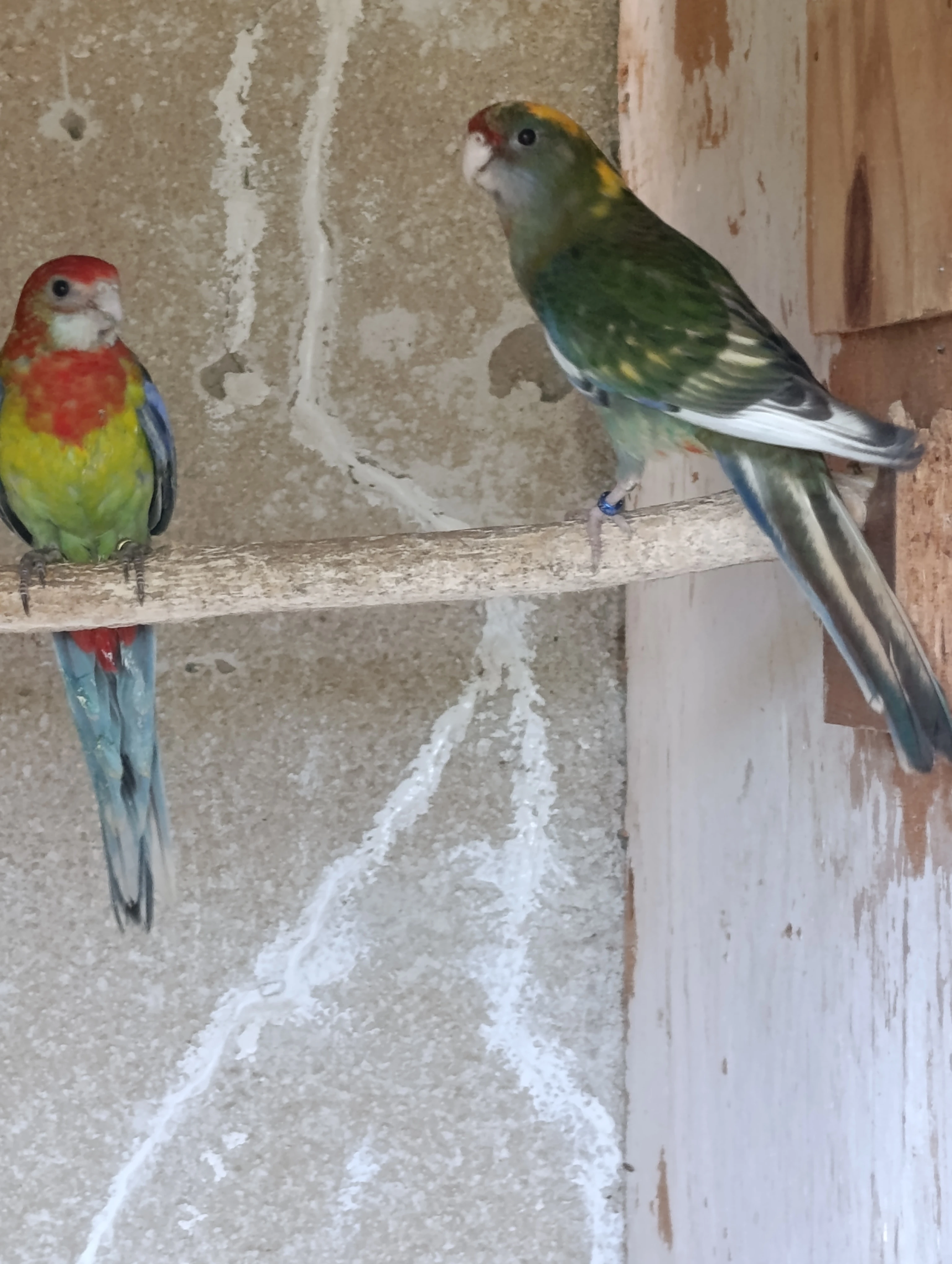 Prodám