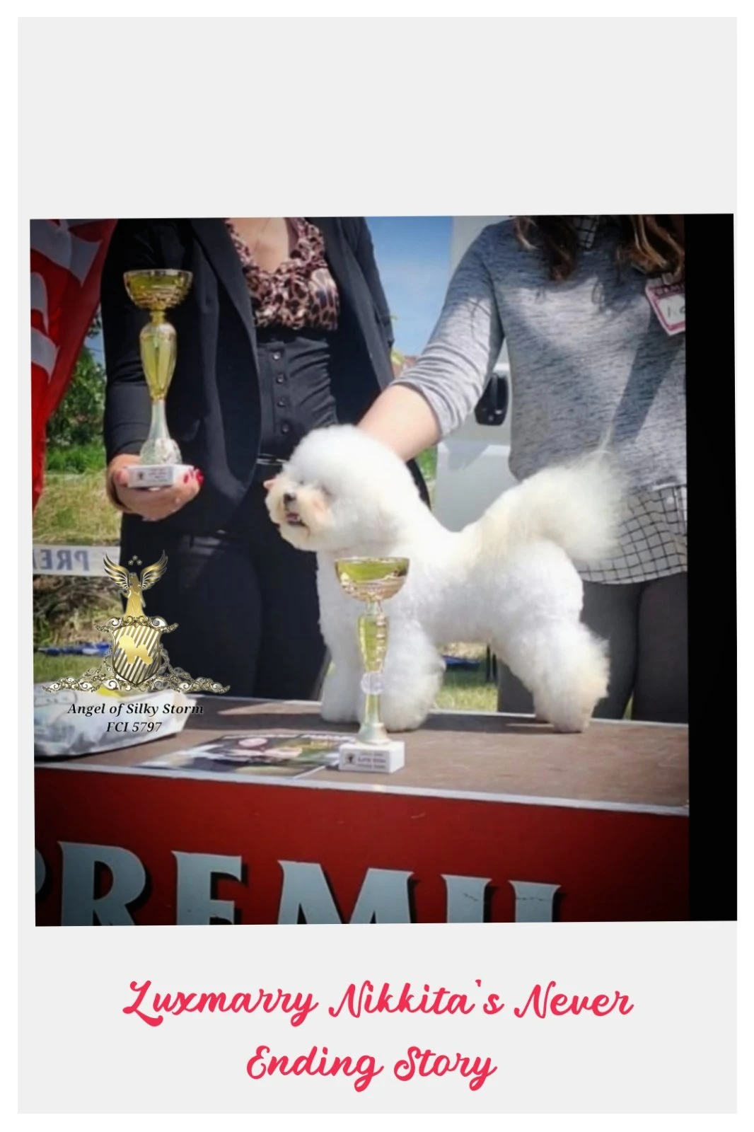 Bichon Frisé – krásná štěňata
