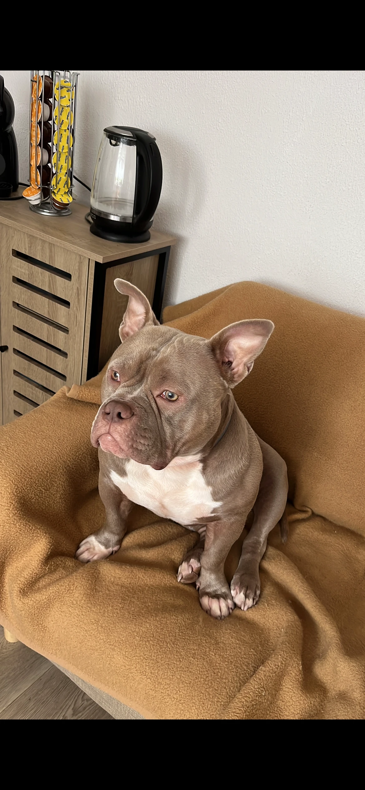 American bully pocket