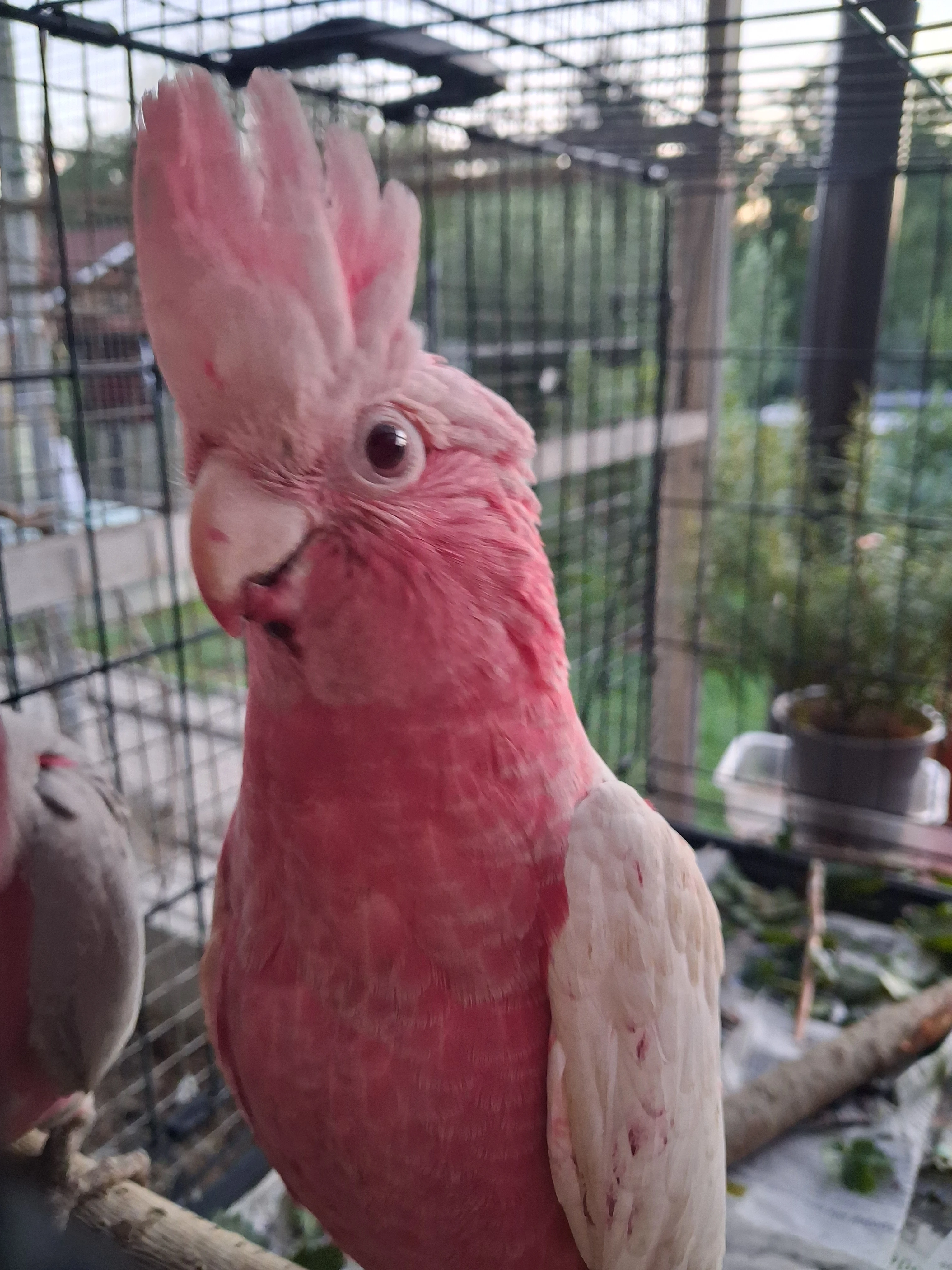 Kakadu růžový - letošní mláďata