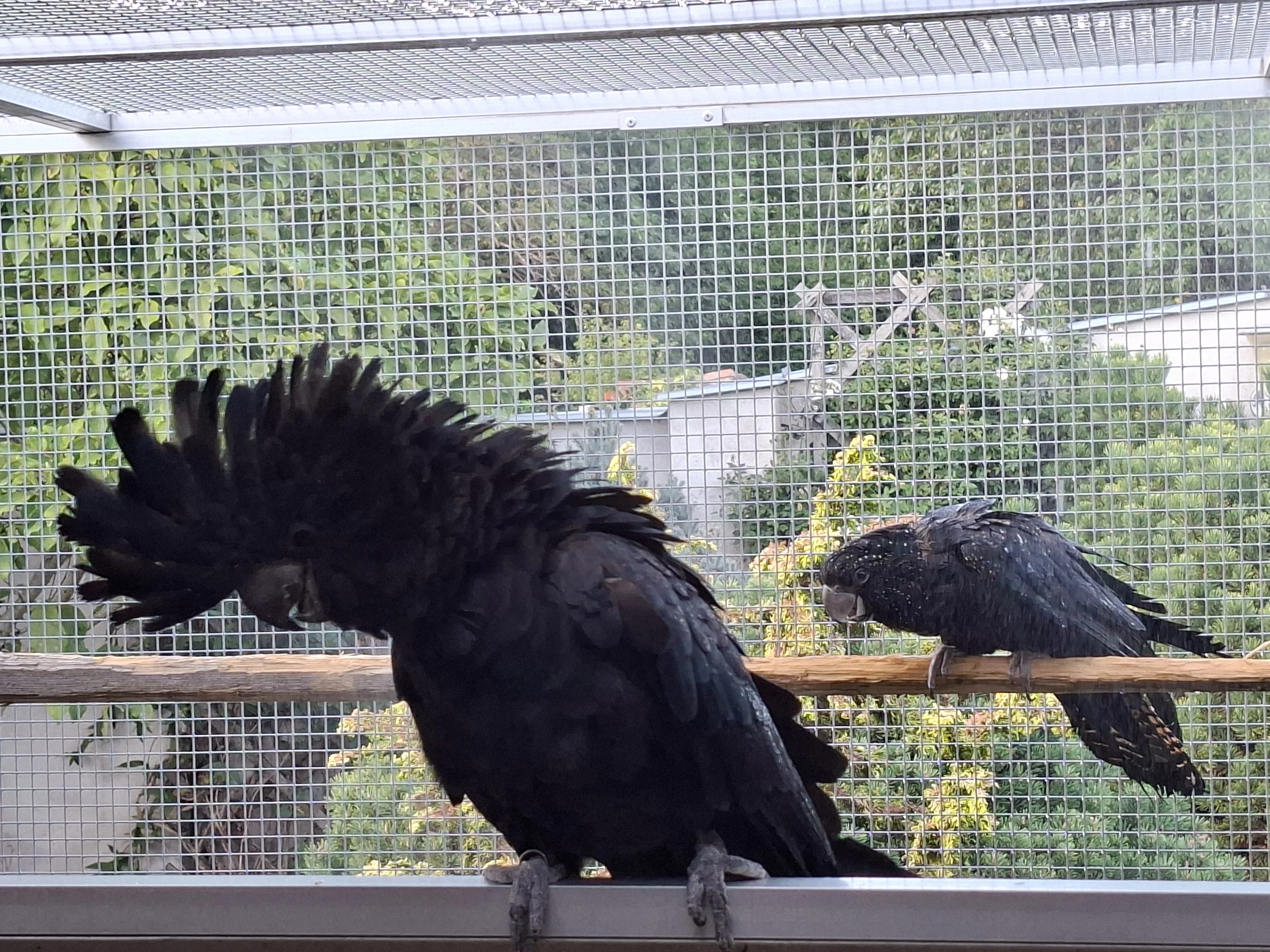 Pár kakadu havraní - velký