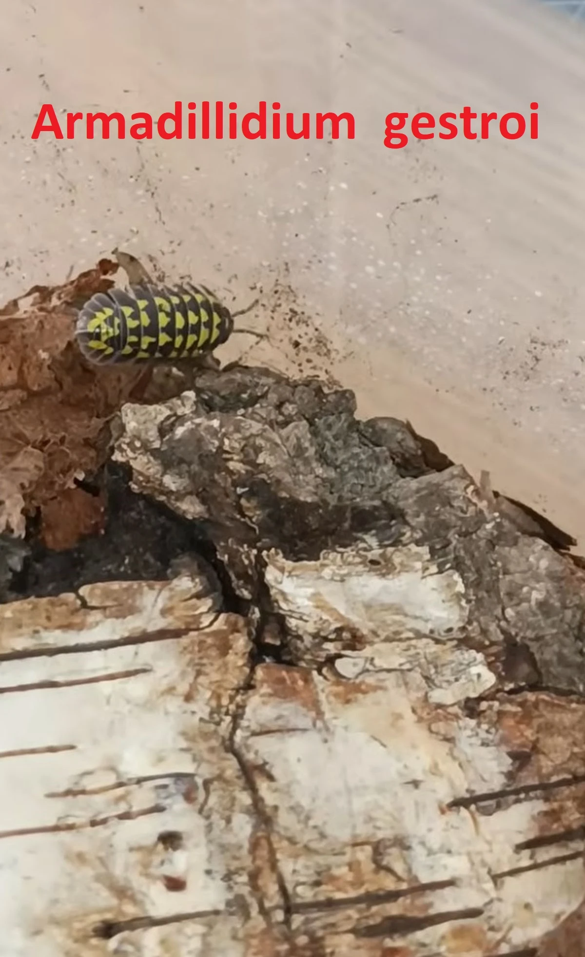Porcellio laevis "orange " a Armadillidium gestroi