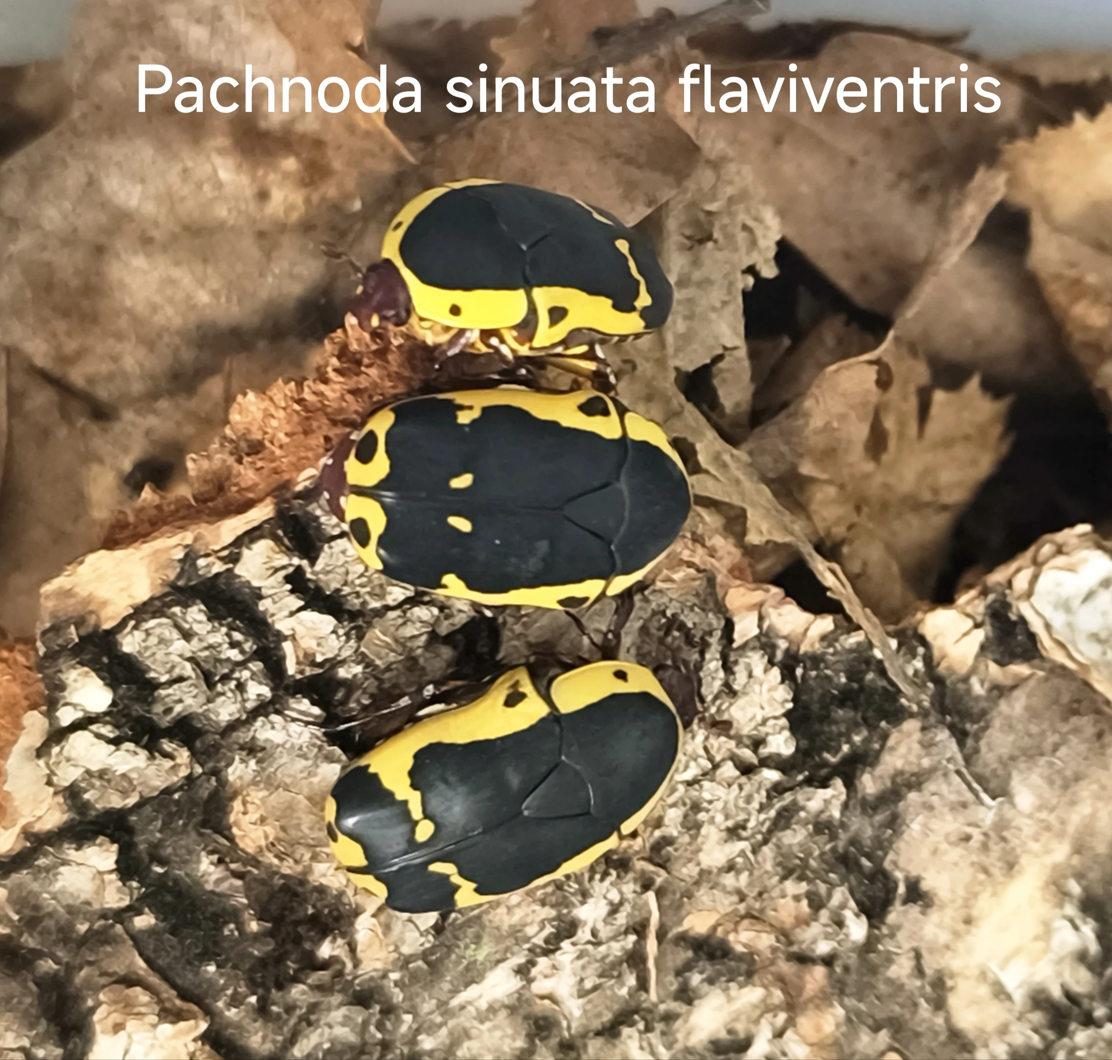 Zlatohlávci - larvy
