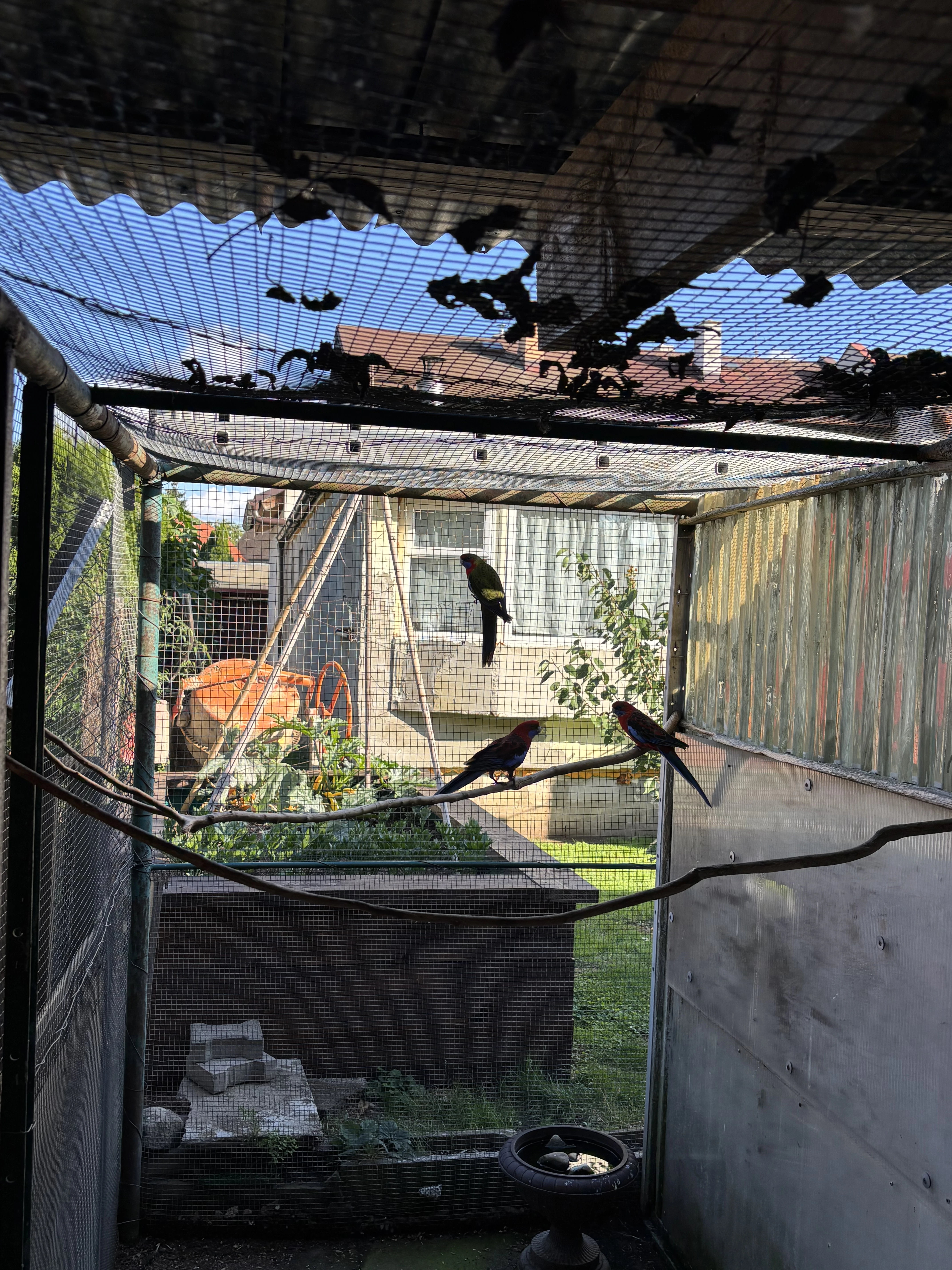 Samec rosely penantové