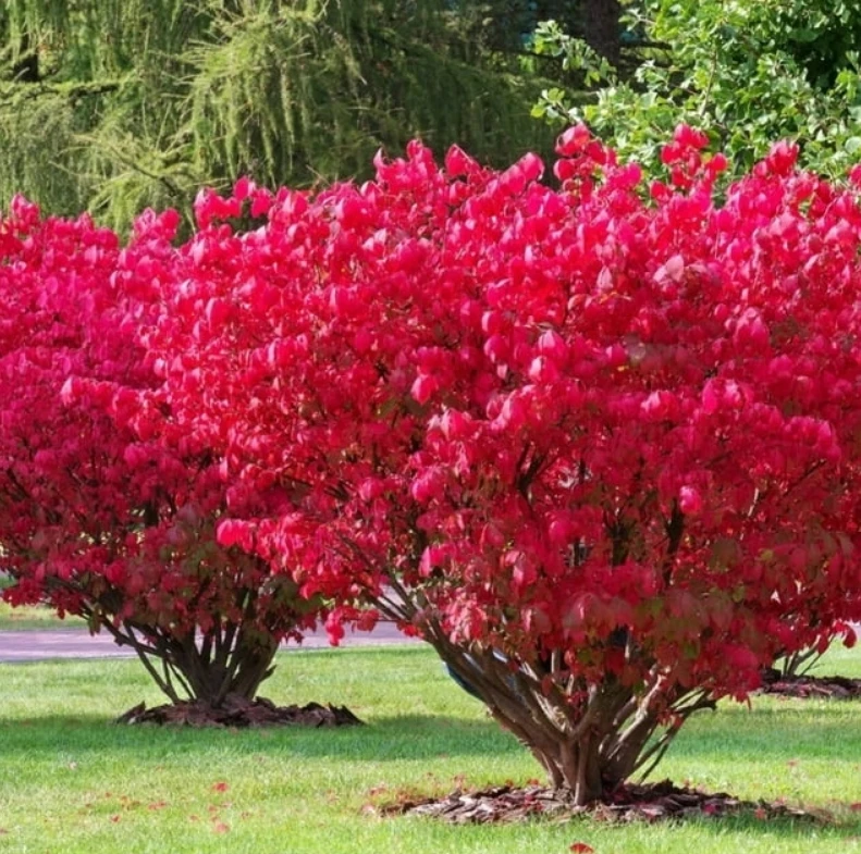 Brslen evropský - Red cascade - ohnivě červený