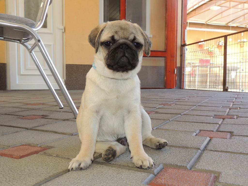 Mops s pp.fci