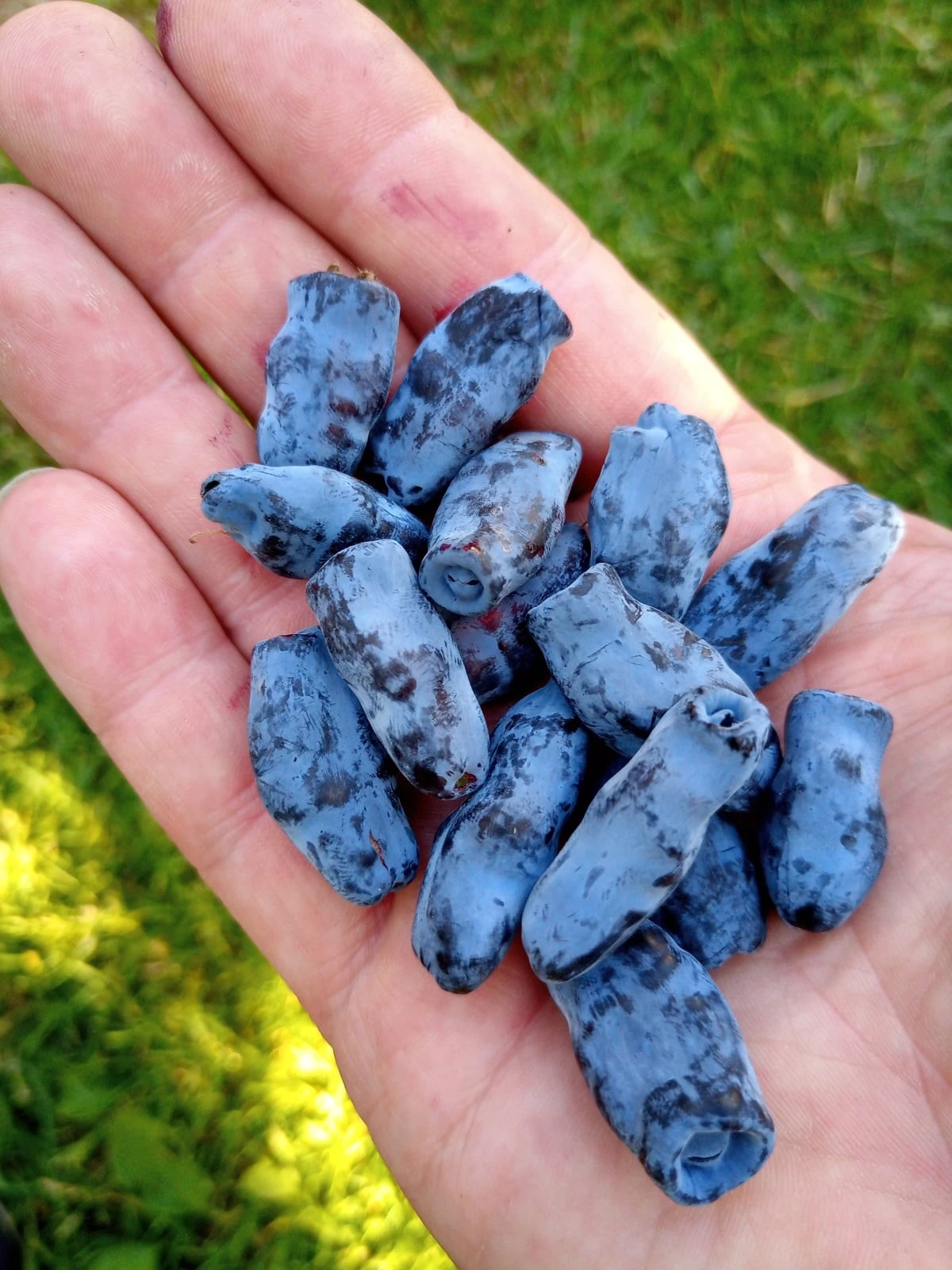 Zimolez kamčatský Blue Banana