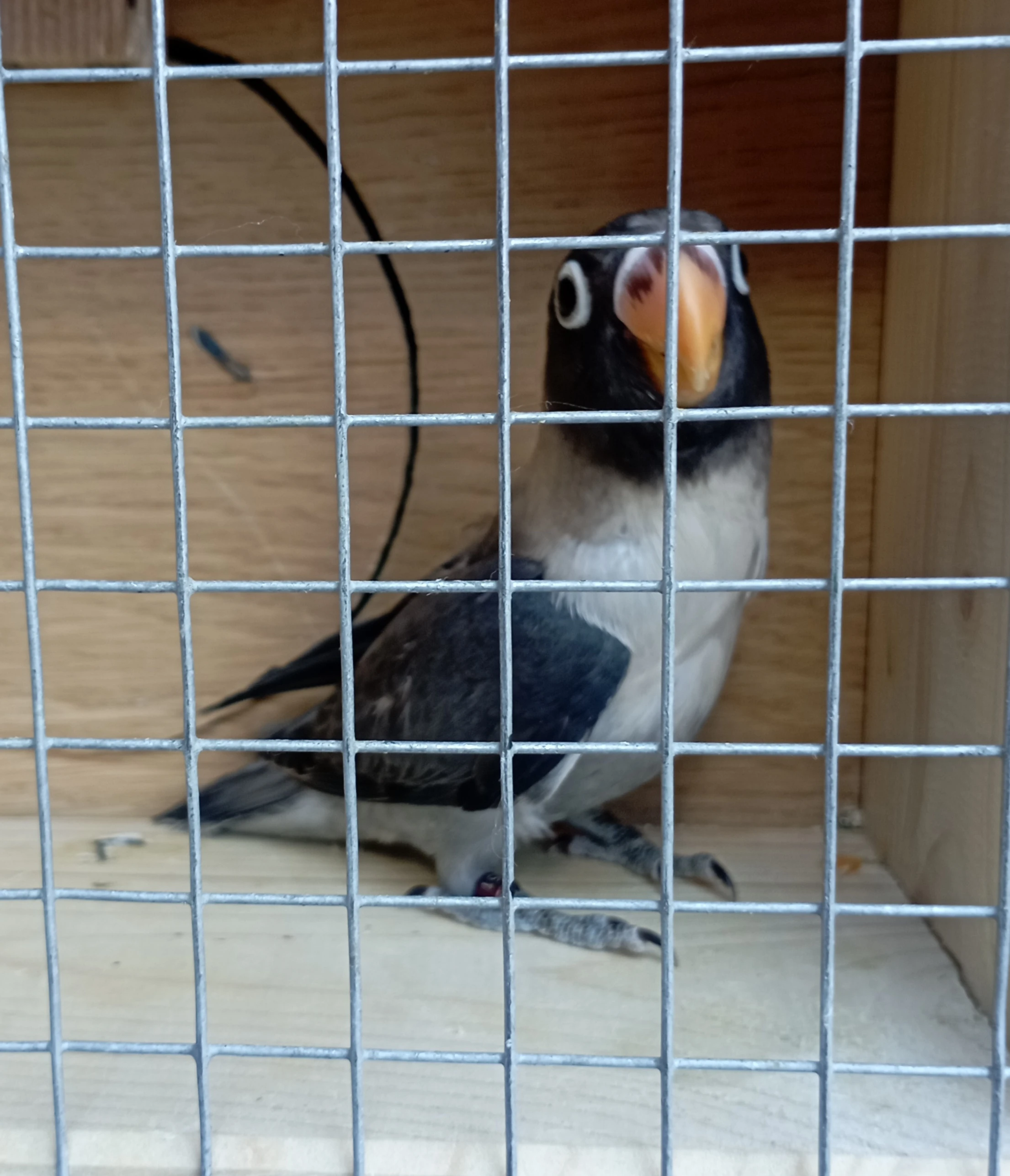 Agapornis škraboškový