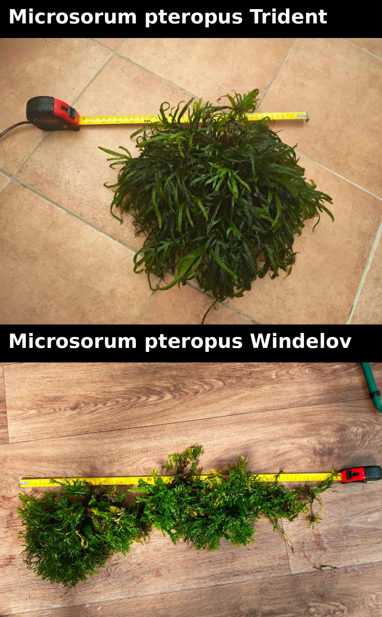 Microsorium pteropus windelow a trident