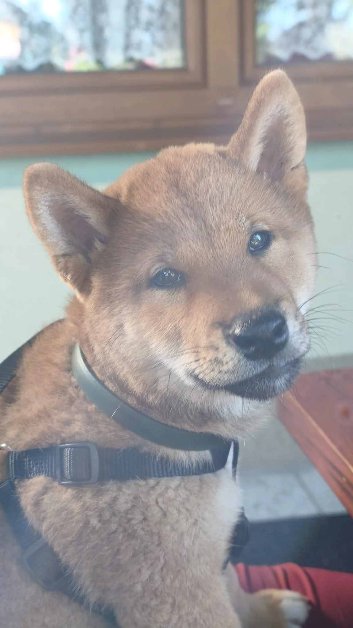 CHS Kitsune no hoshi nabízí posledního pejska ve zlaté barvě.