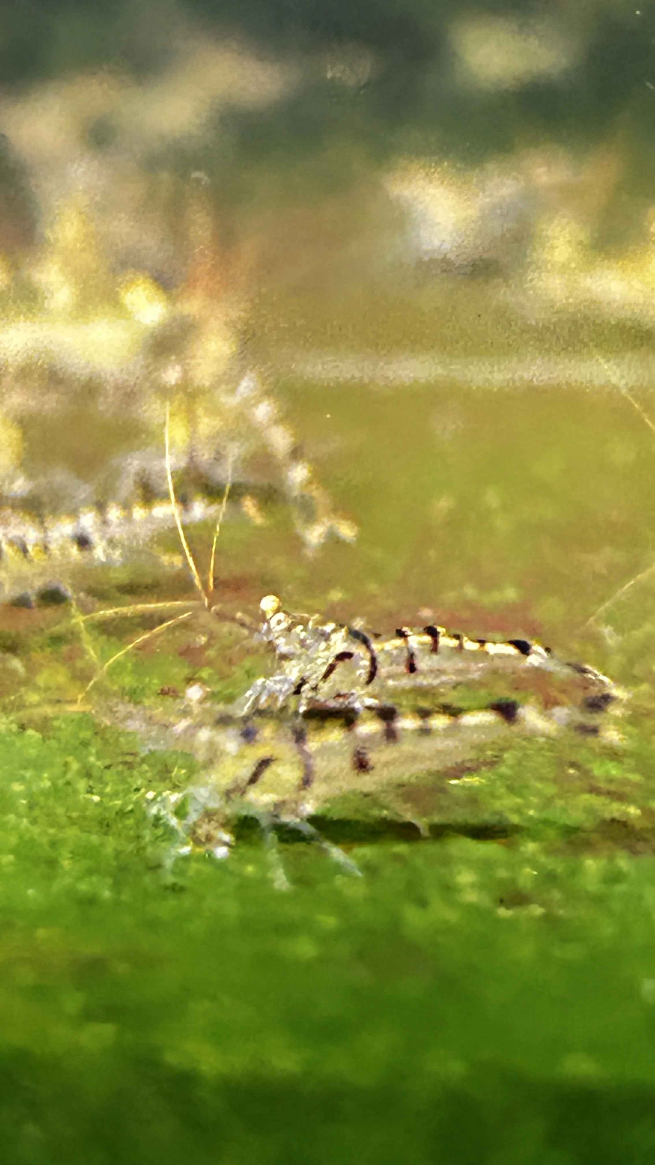 Sulawesi caridina masapi tiger
