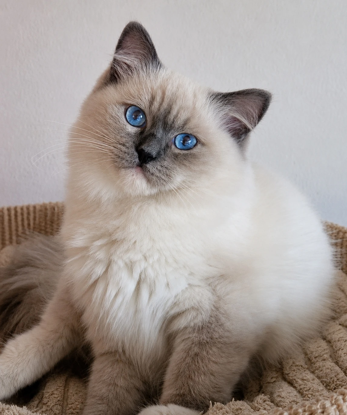 Ragdoll koťata s PP