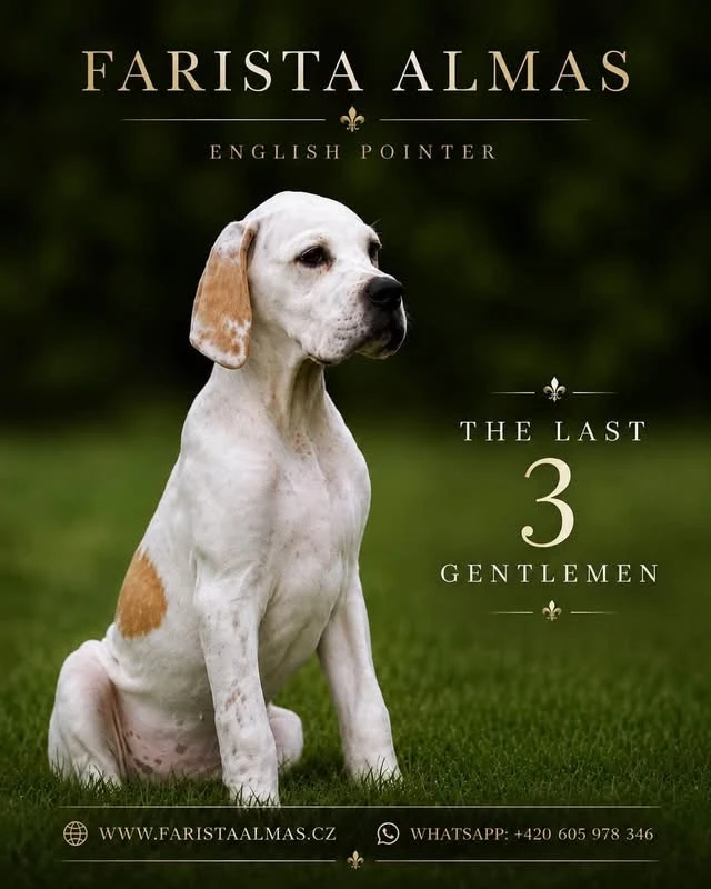 Pointer