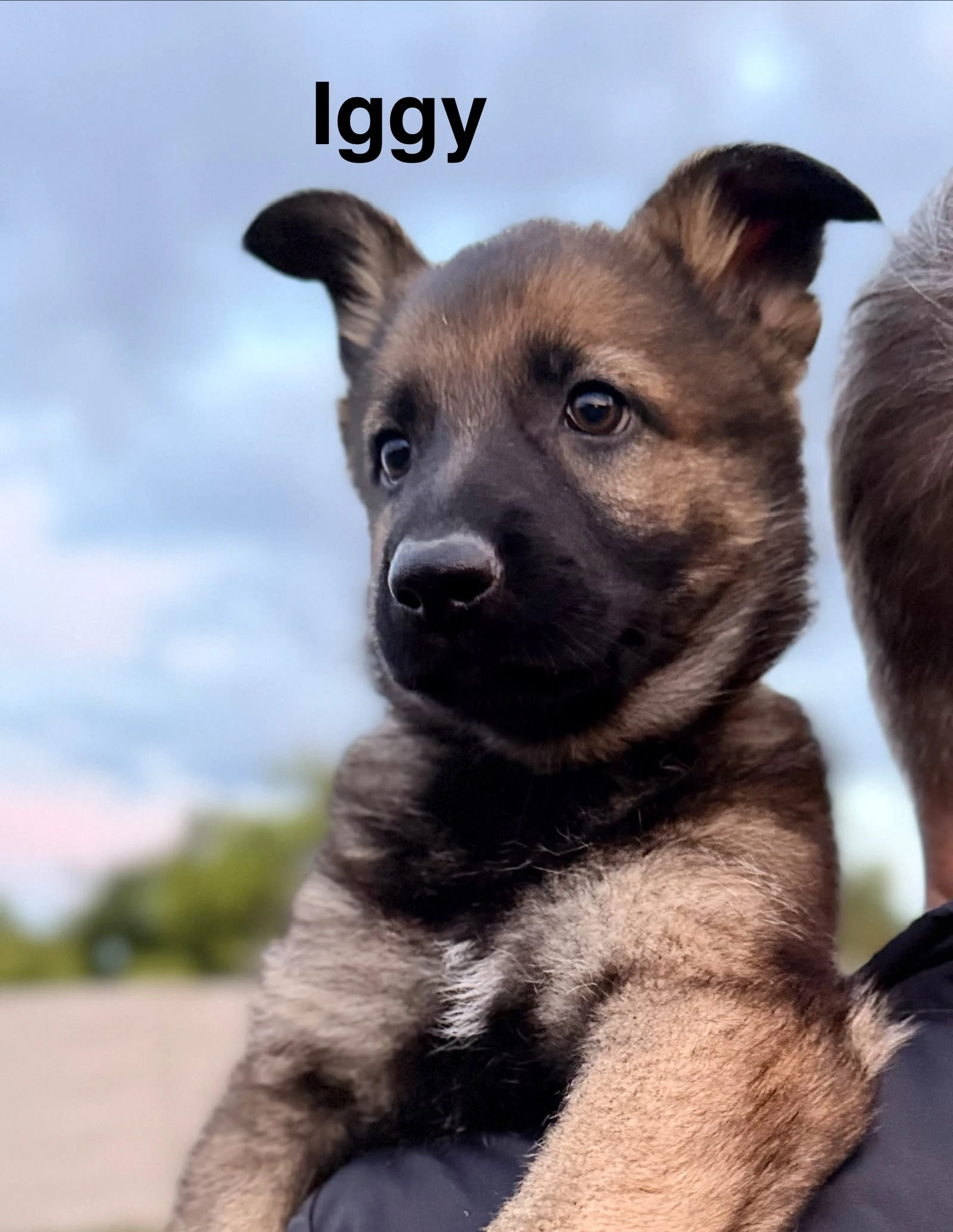 Krásná fenečka NO