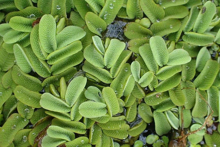 Salvinia Natans - Nepukalka