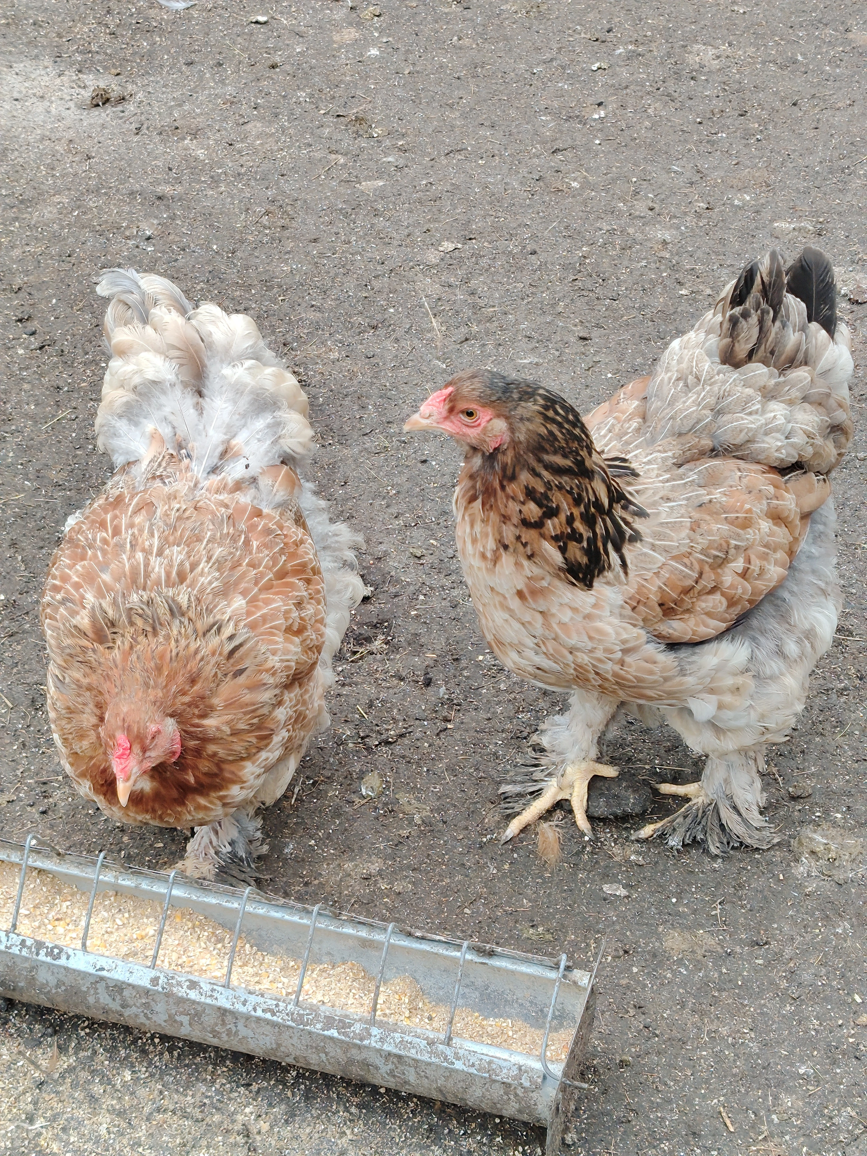 Brahmanky