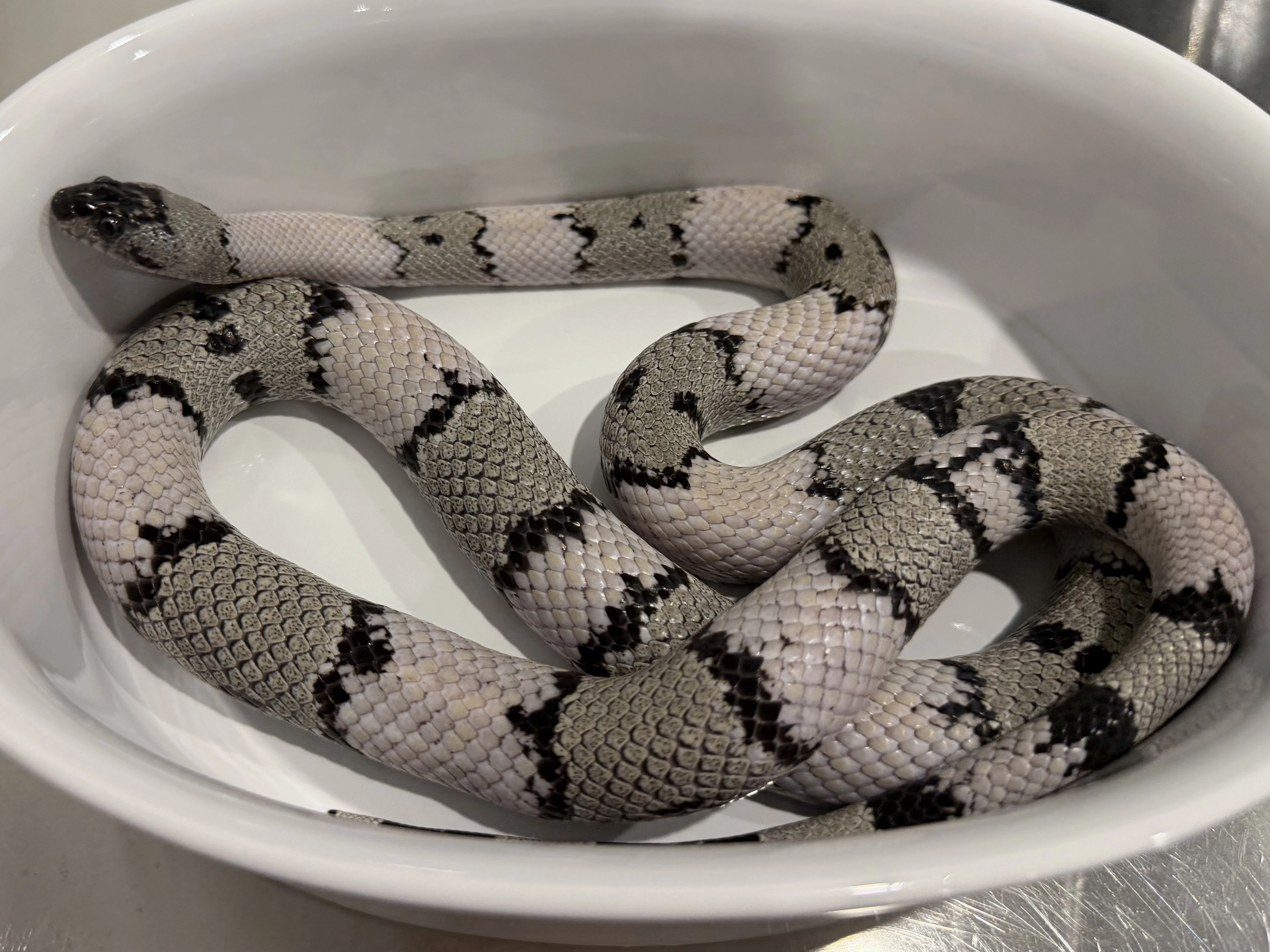 Lampropeltis
