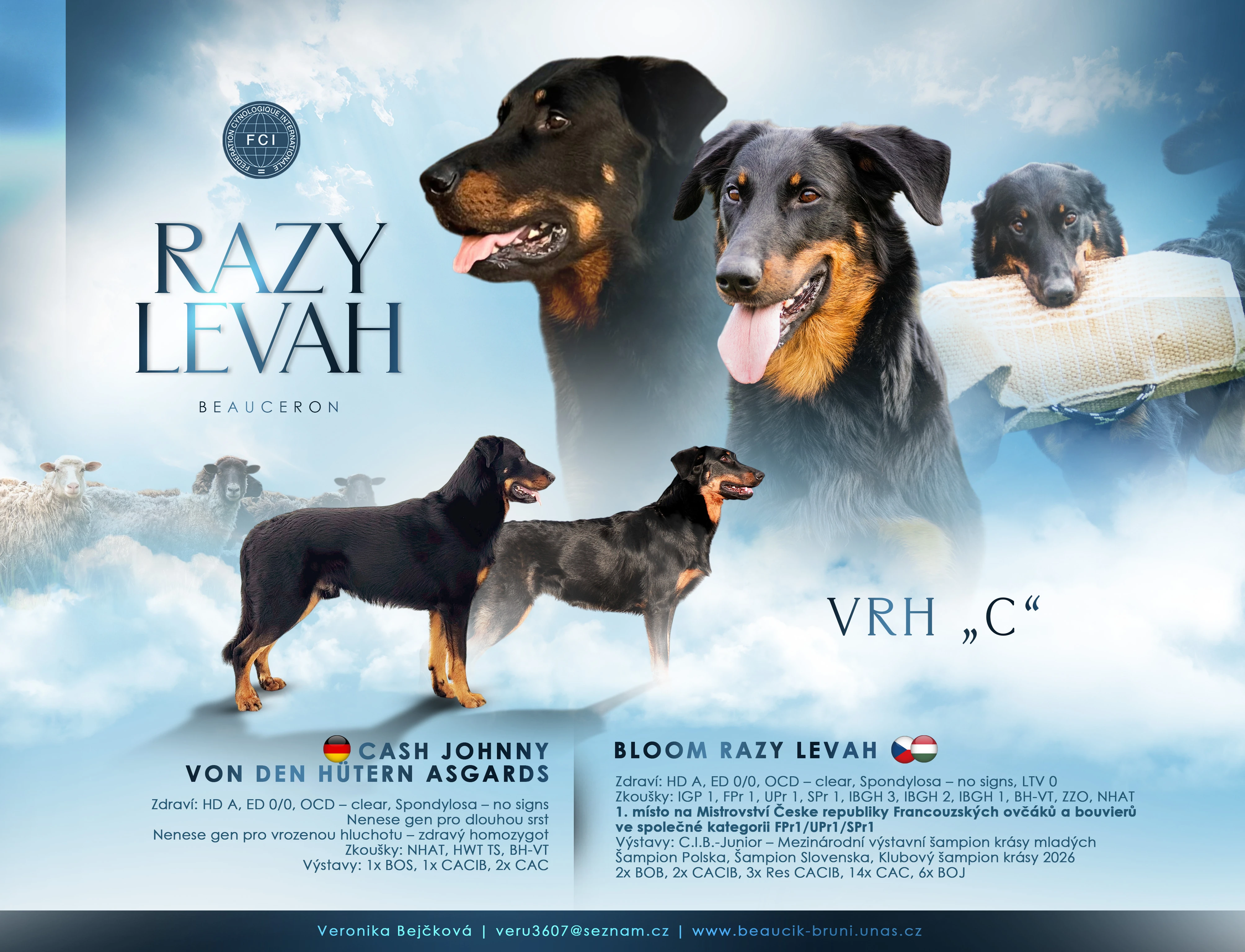 Beauceron - štěňata s PP
