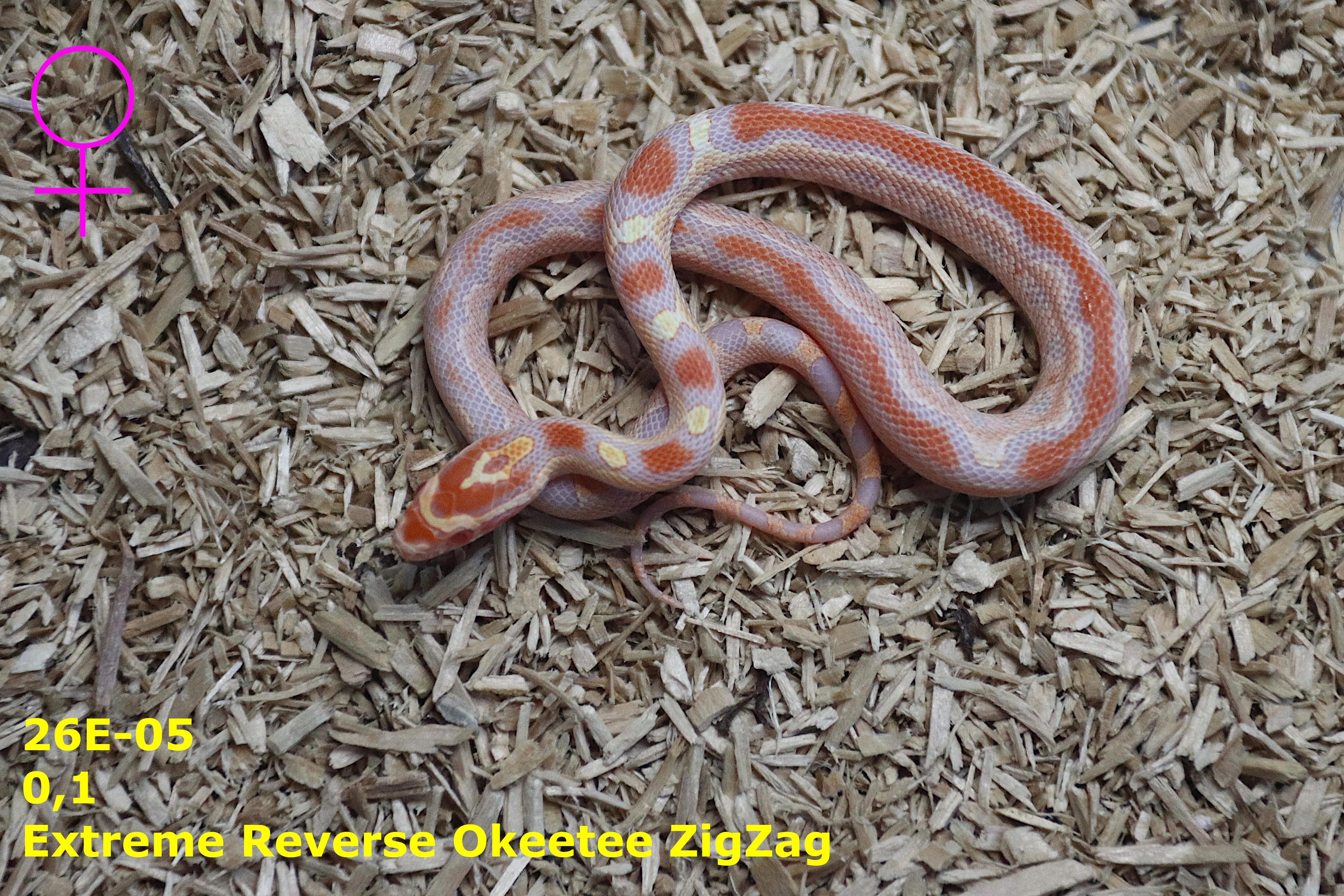 Užovka červená (P. guttatus) - Extreme Ultramel Okteetee,Extreme Reverse Okeetee