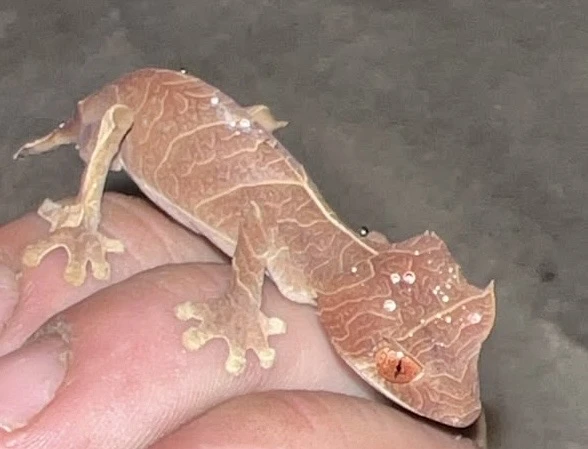 Uroplatus ebenaui