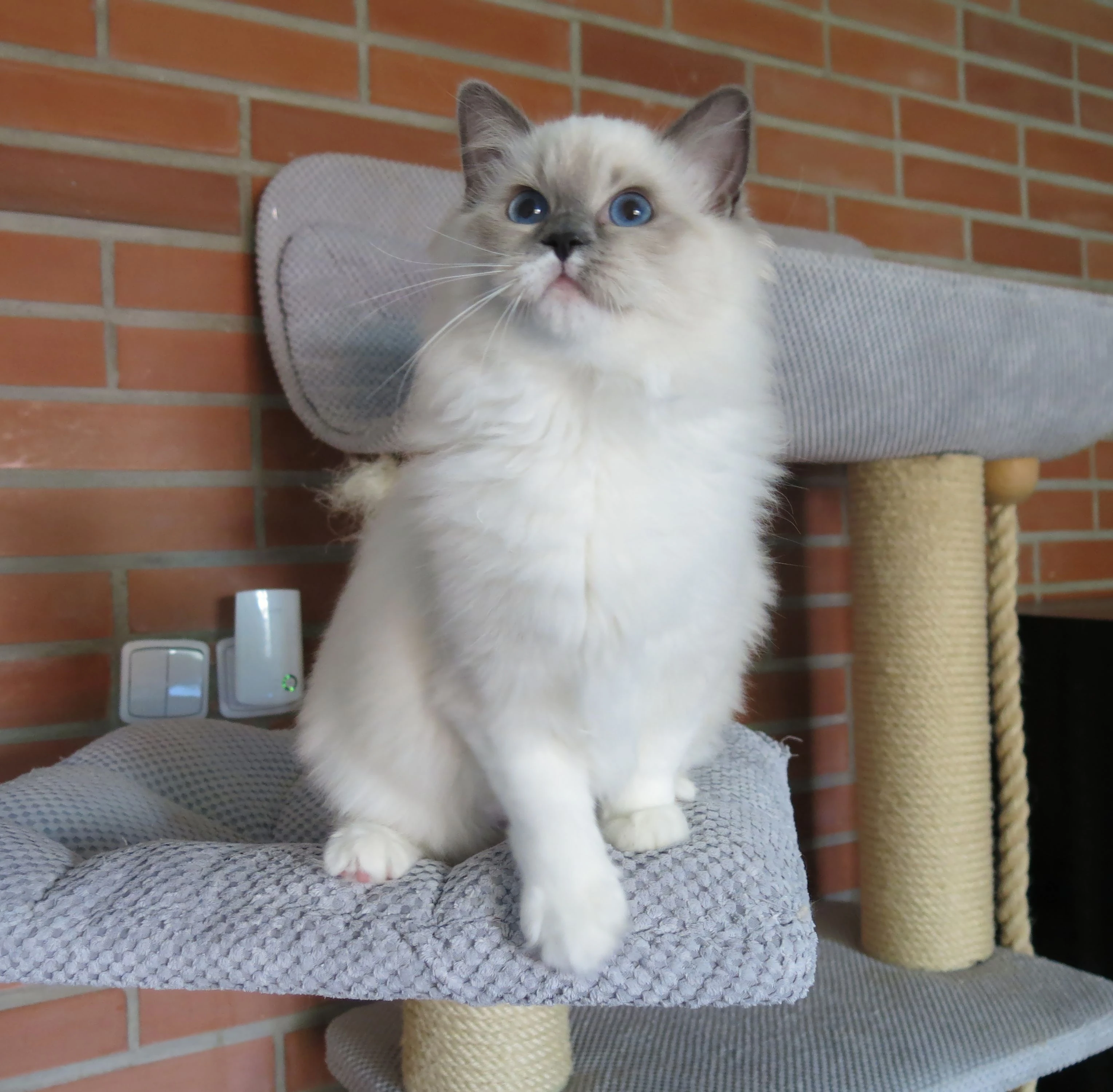 Ragdoll kočička