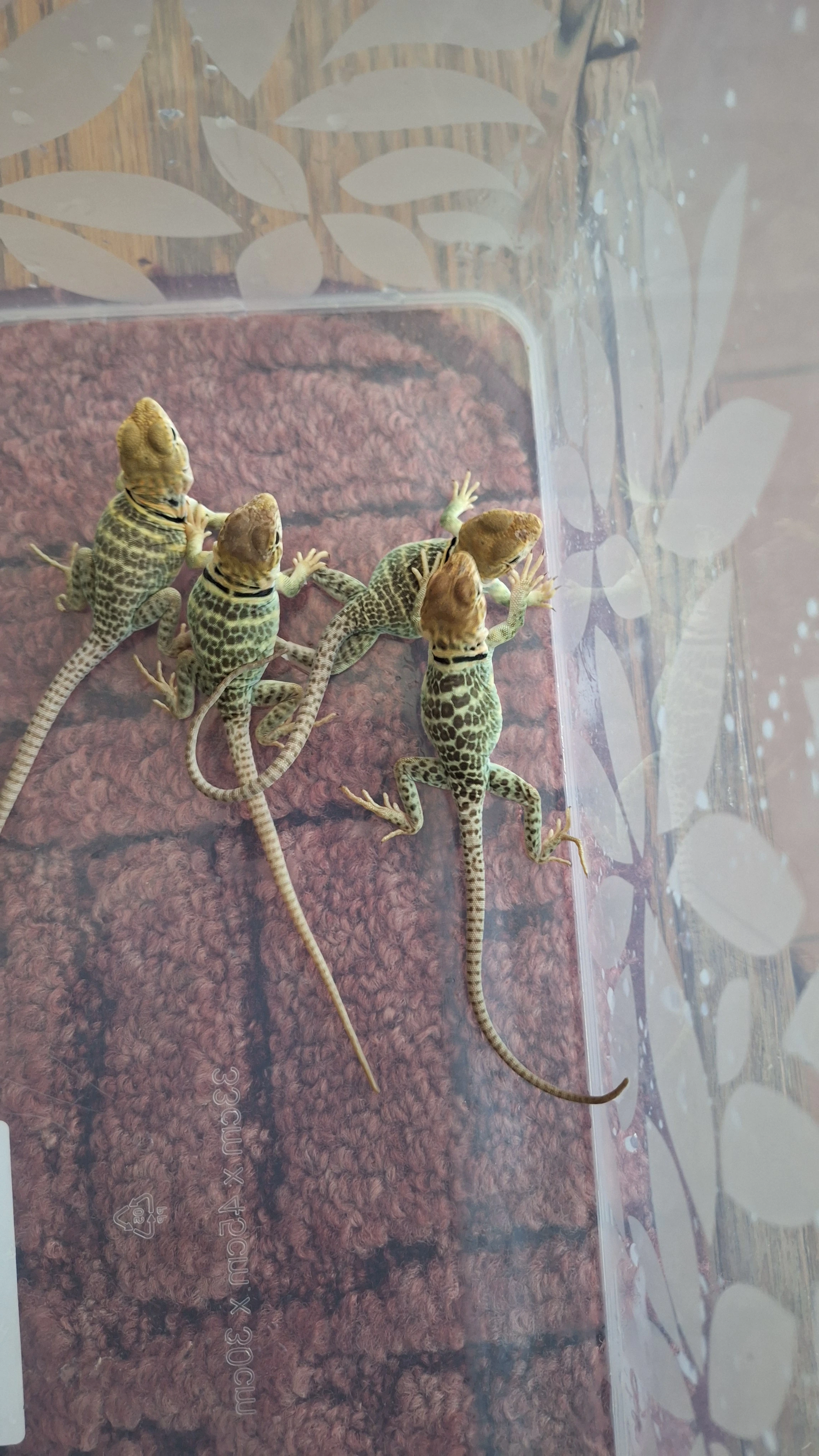 Crotaphytus collaris Auriceps