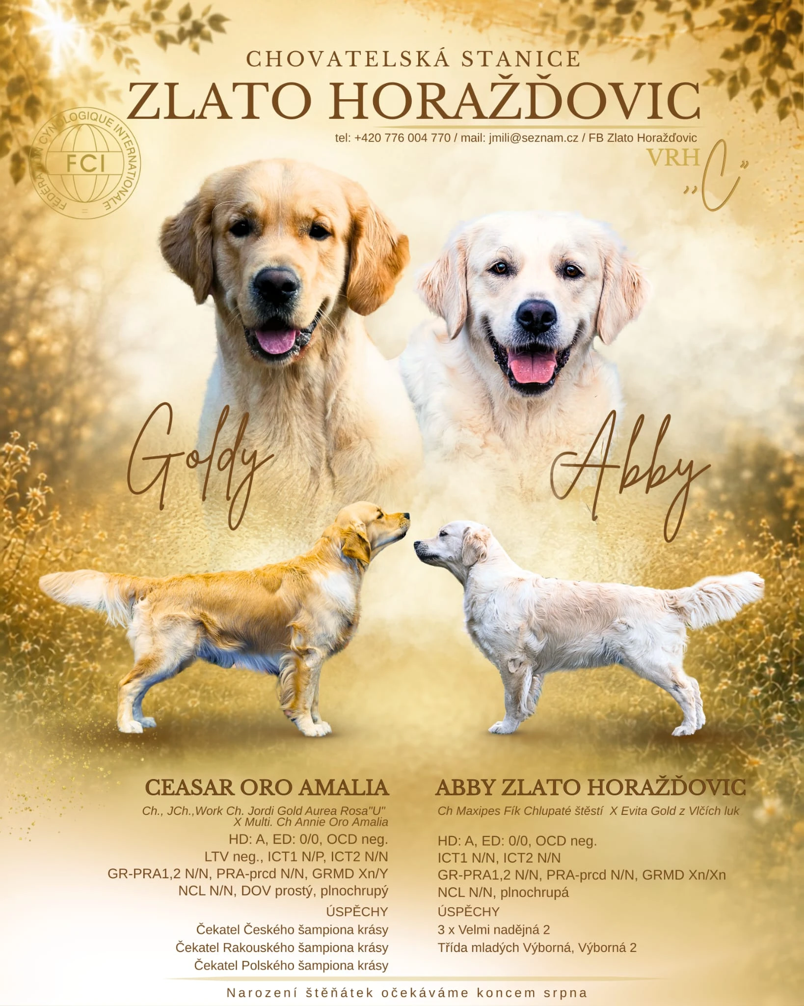 Golden retriever
