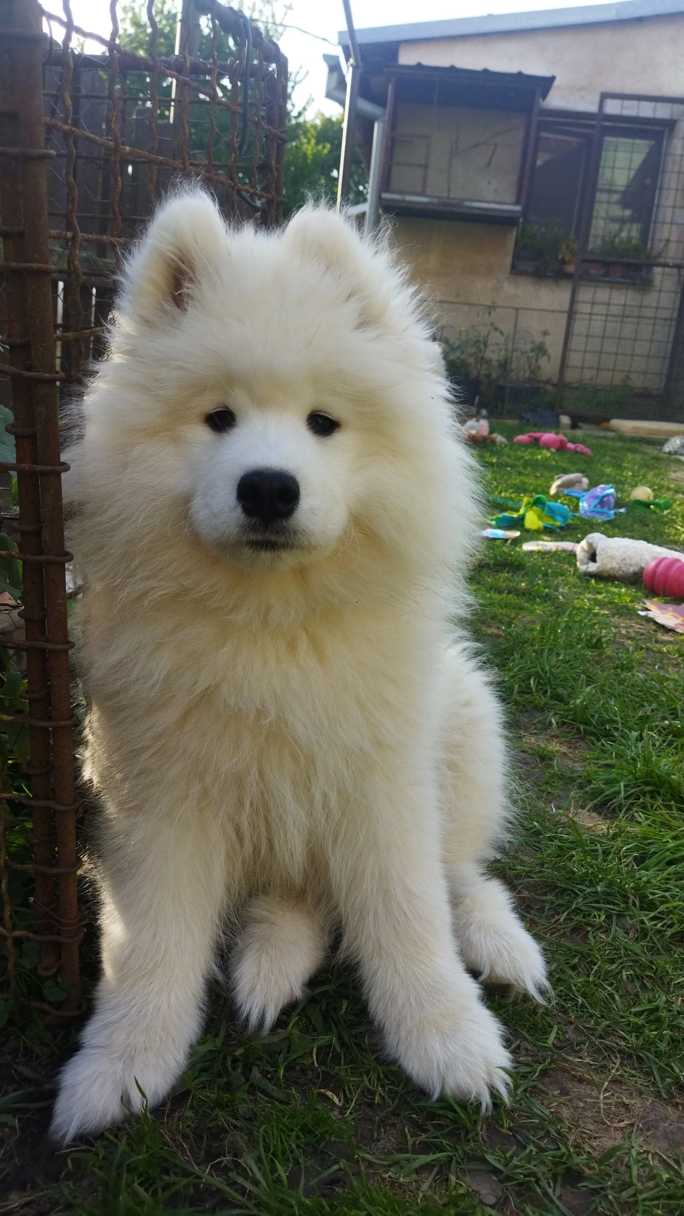 Samojed s PP, skvělý parťák