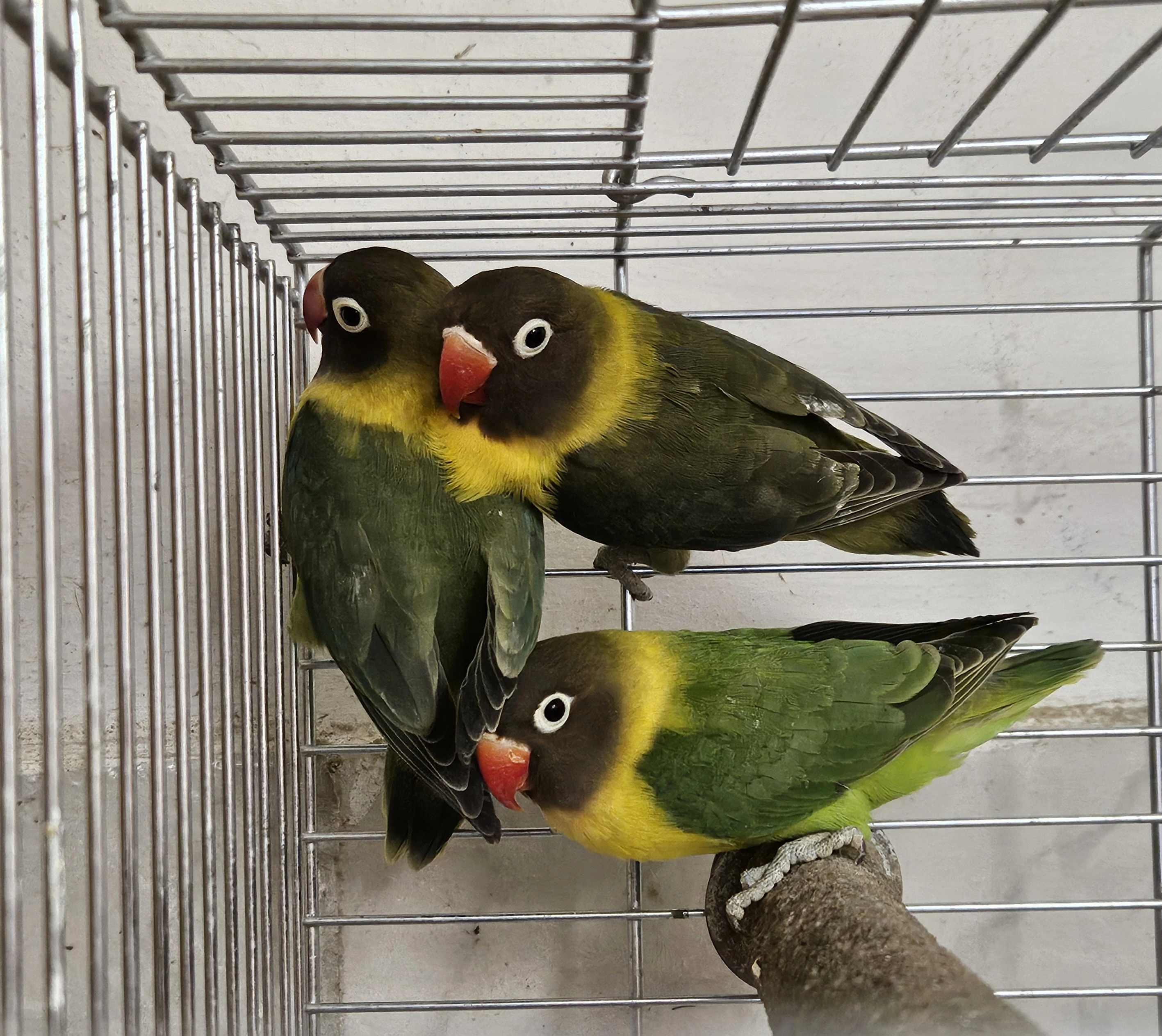 Agapornis škraboškový