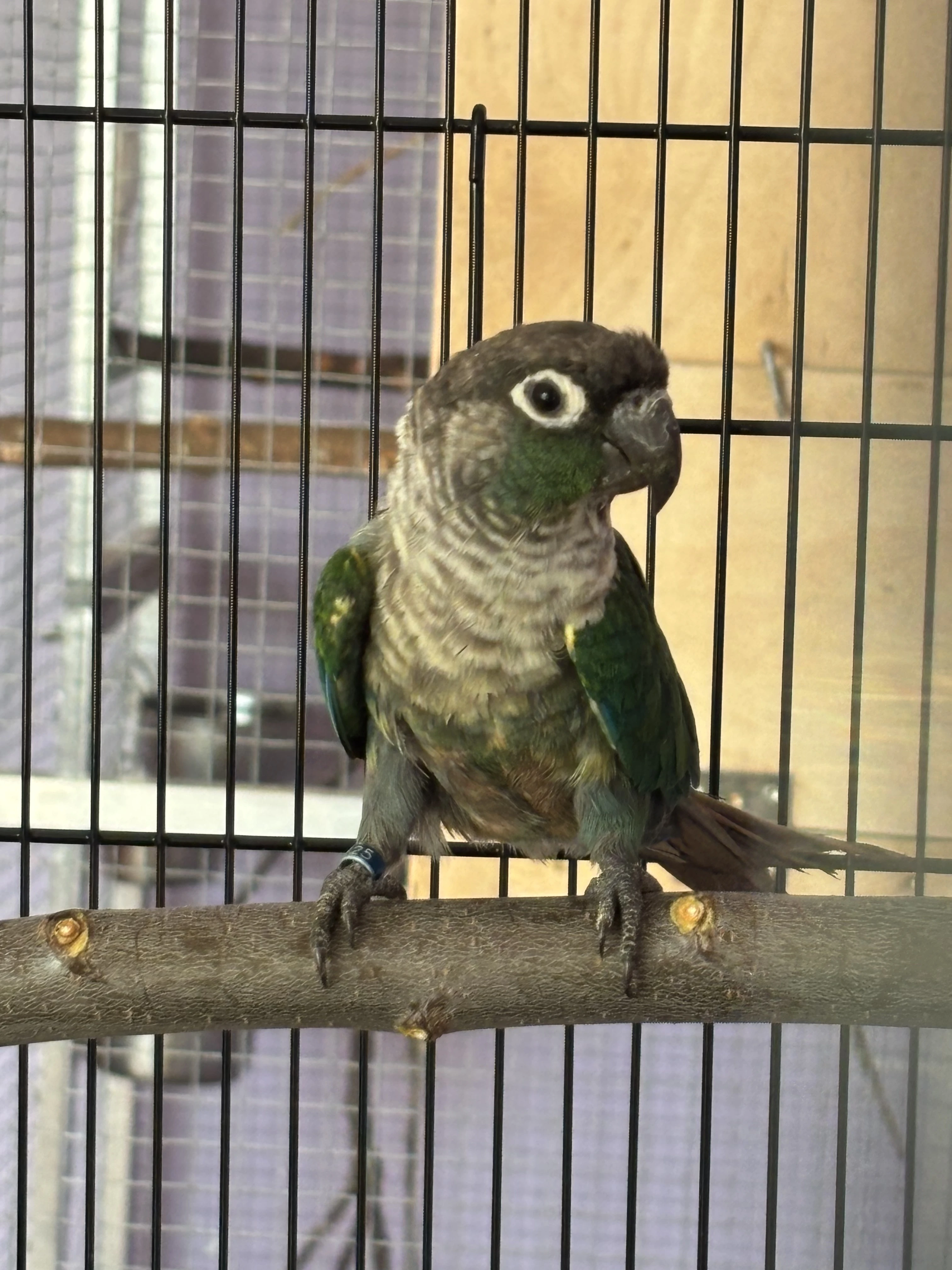 Pyrura zelenolici-Tyrkys.
