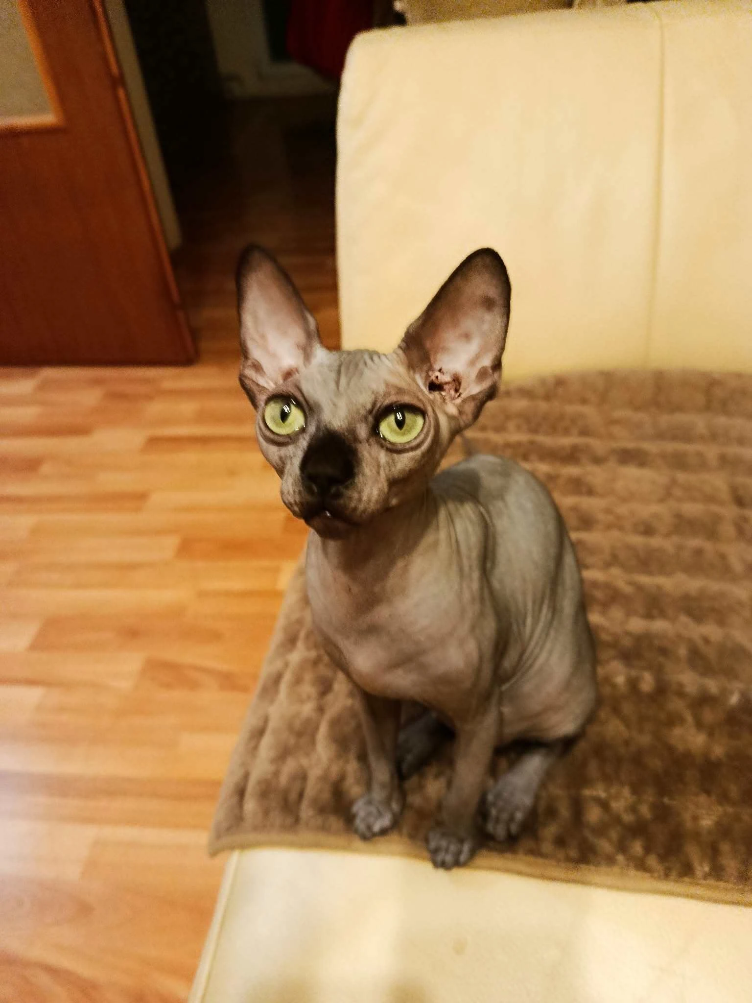 Sphynx koťata