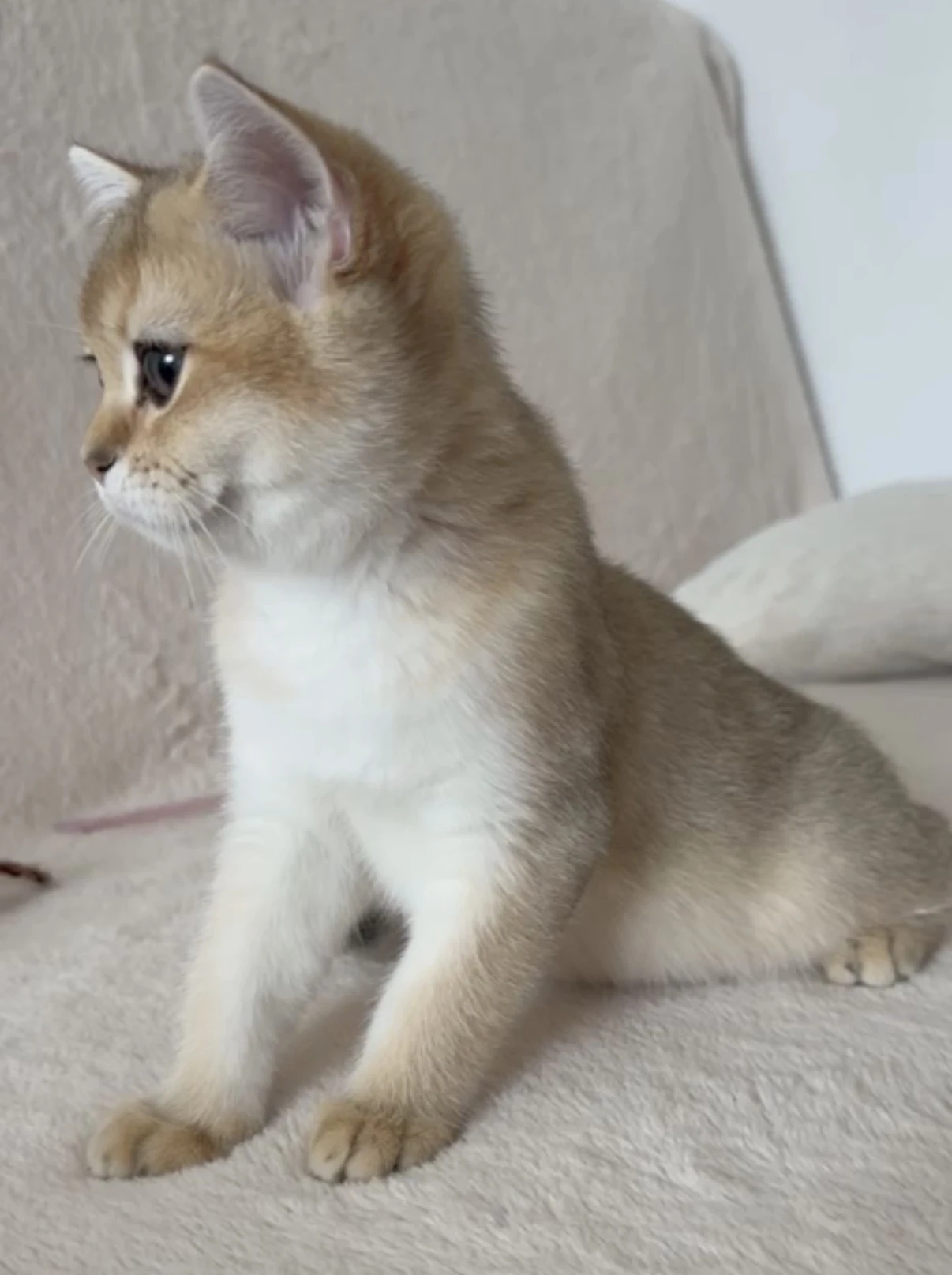British Shorthair Golden Chinchilla ny11