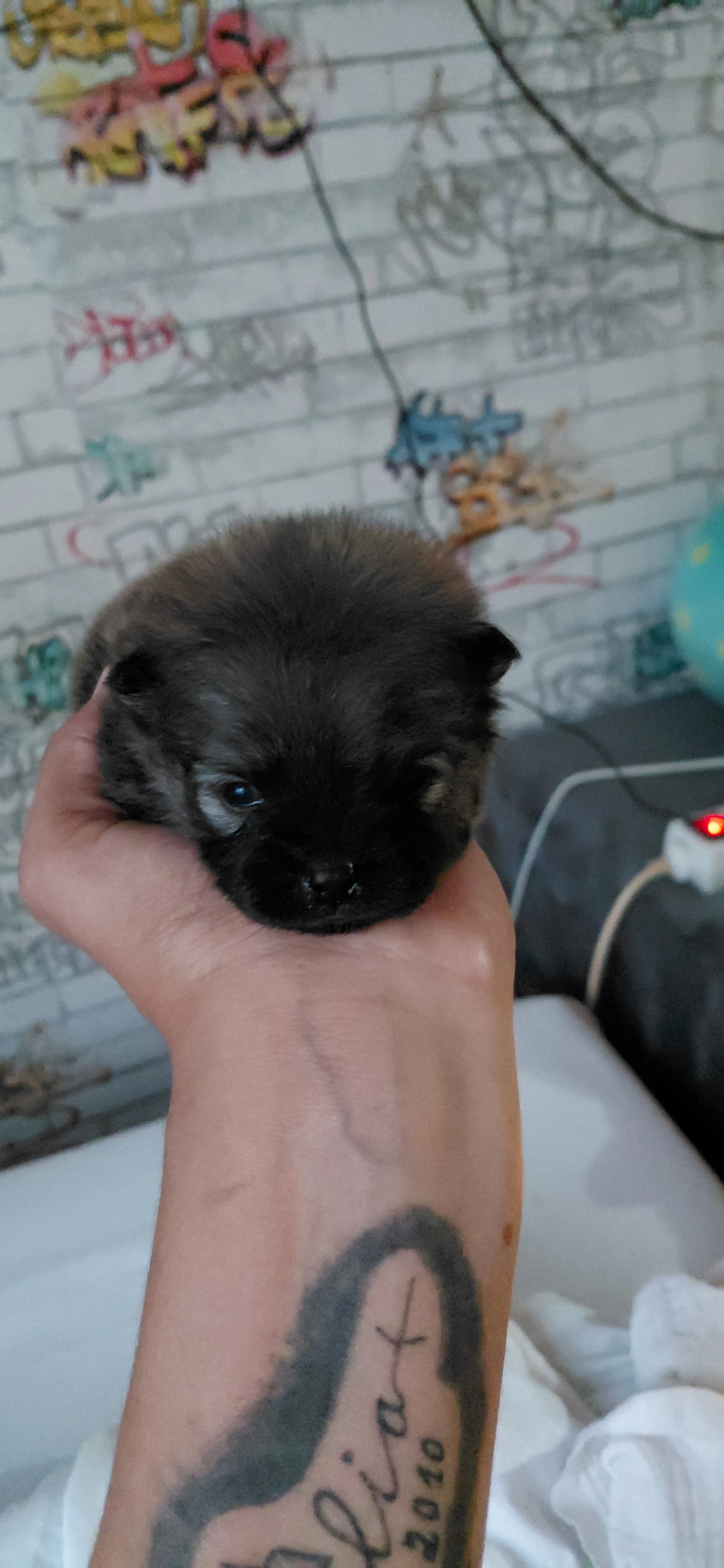 Pomeranian
