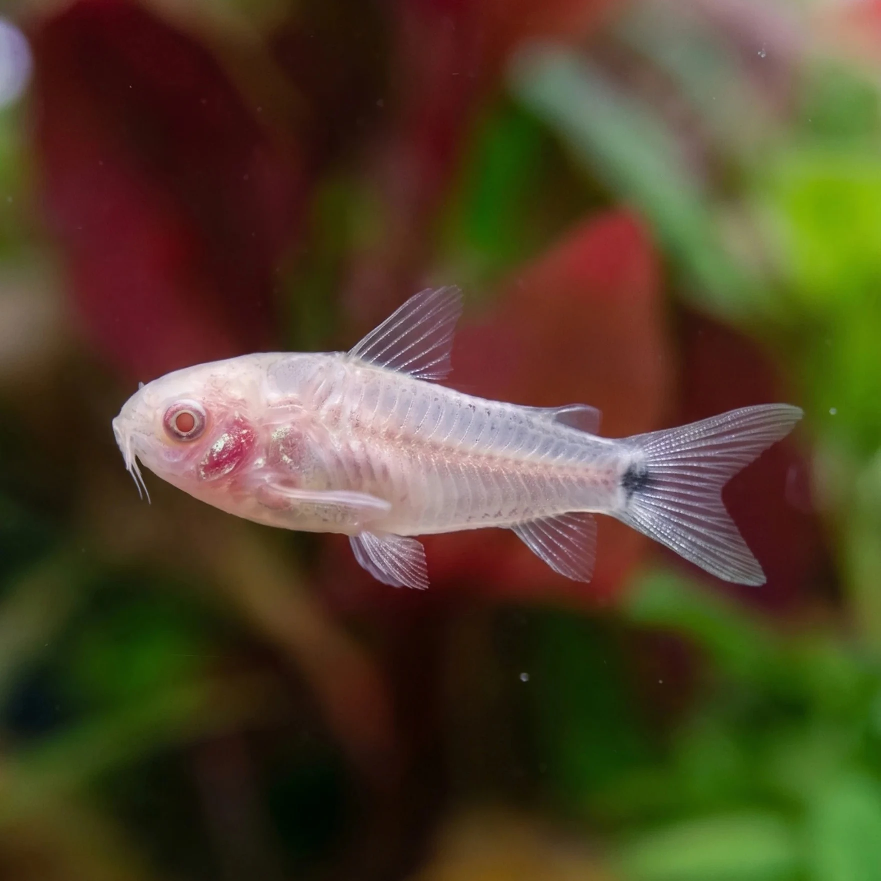 Pancéřníček malý var.albino - Corydoras pygmaeus